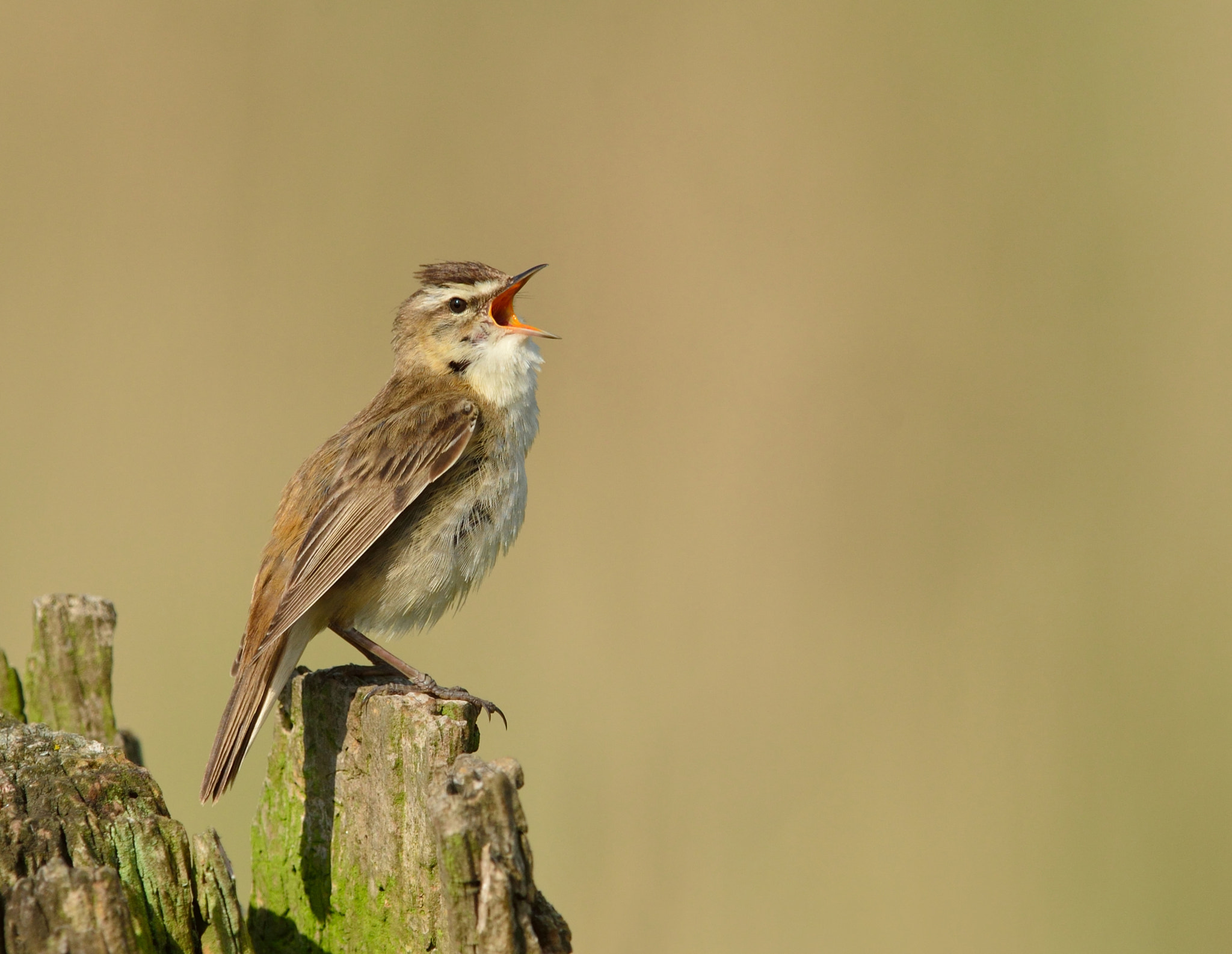 Nikon D600 + Nikon AF-S Nikkor 400mm F2.8D ED-IF II sample photo. Rietzanger photography