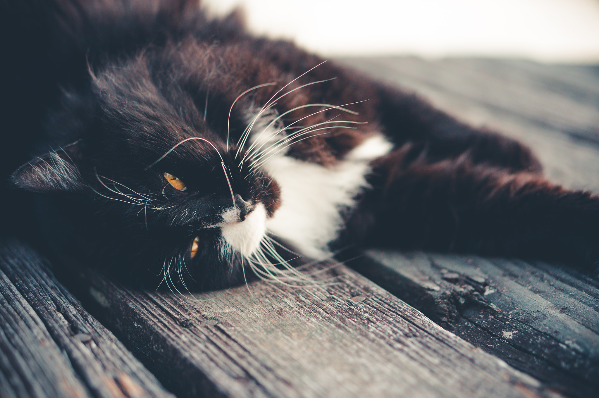Sony Alpha NEX-3N + E 50mm F1.8 OSS sample photo. Good kitty photography