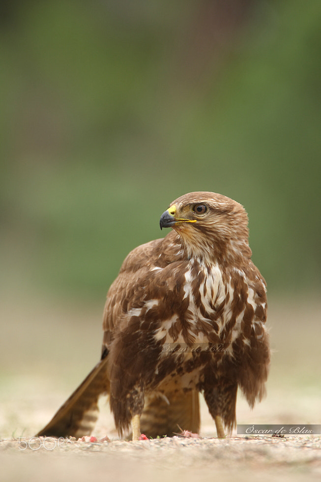 Canon EOS-1D Mark III sample photo. Buzzard photography