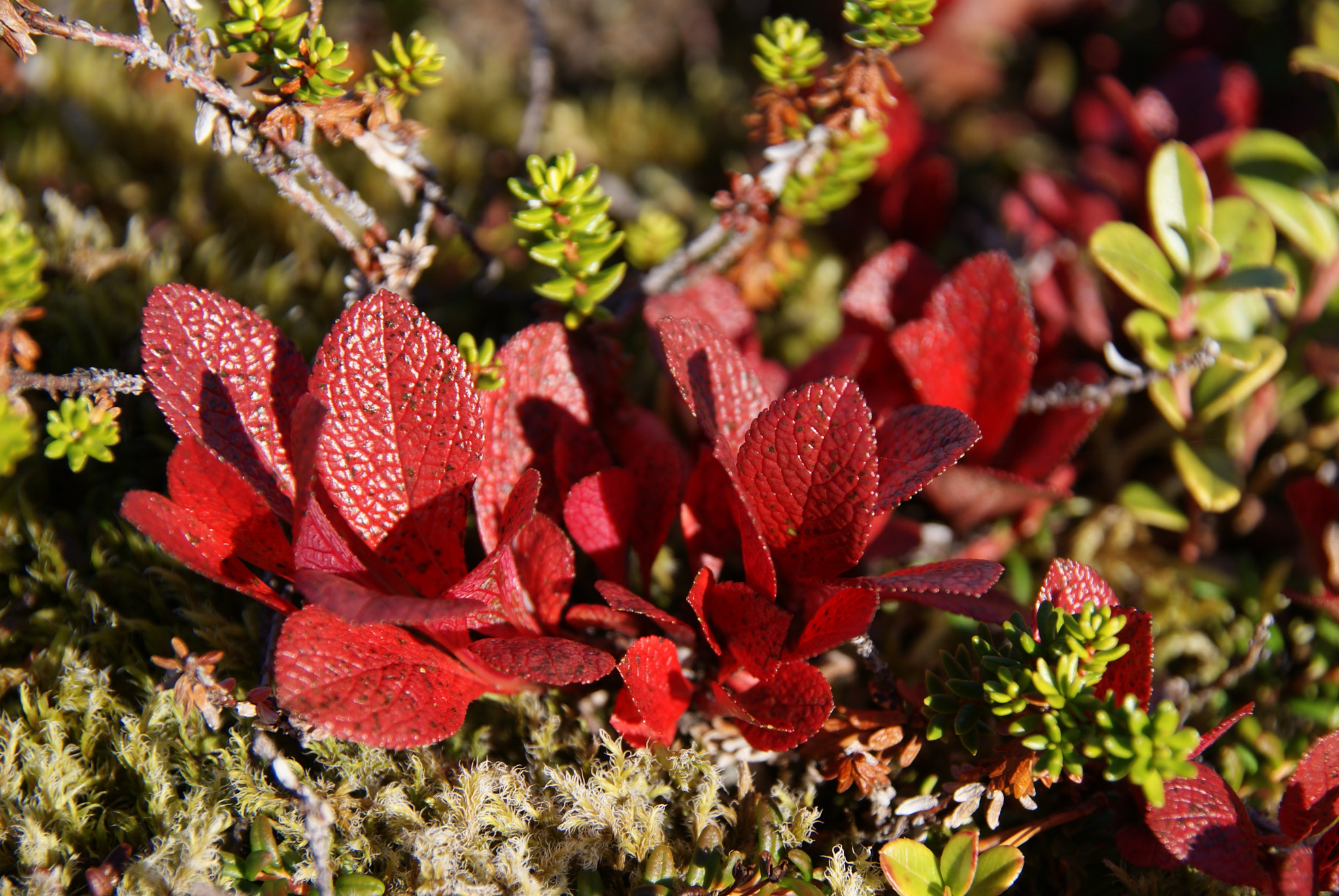 Sony Alpha DSLR-A300 sample photo. Autumm photography