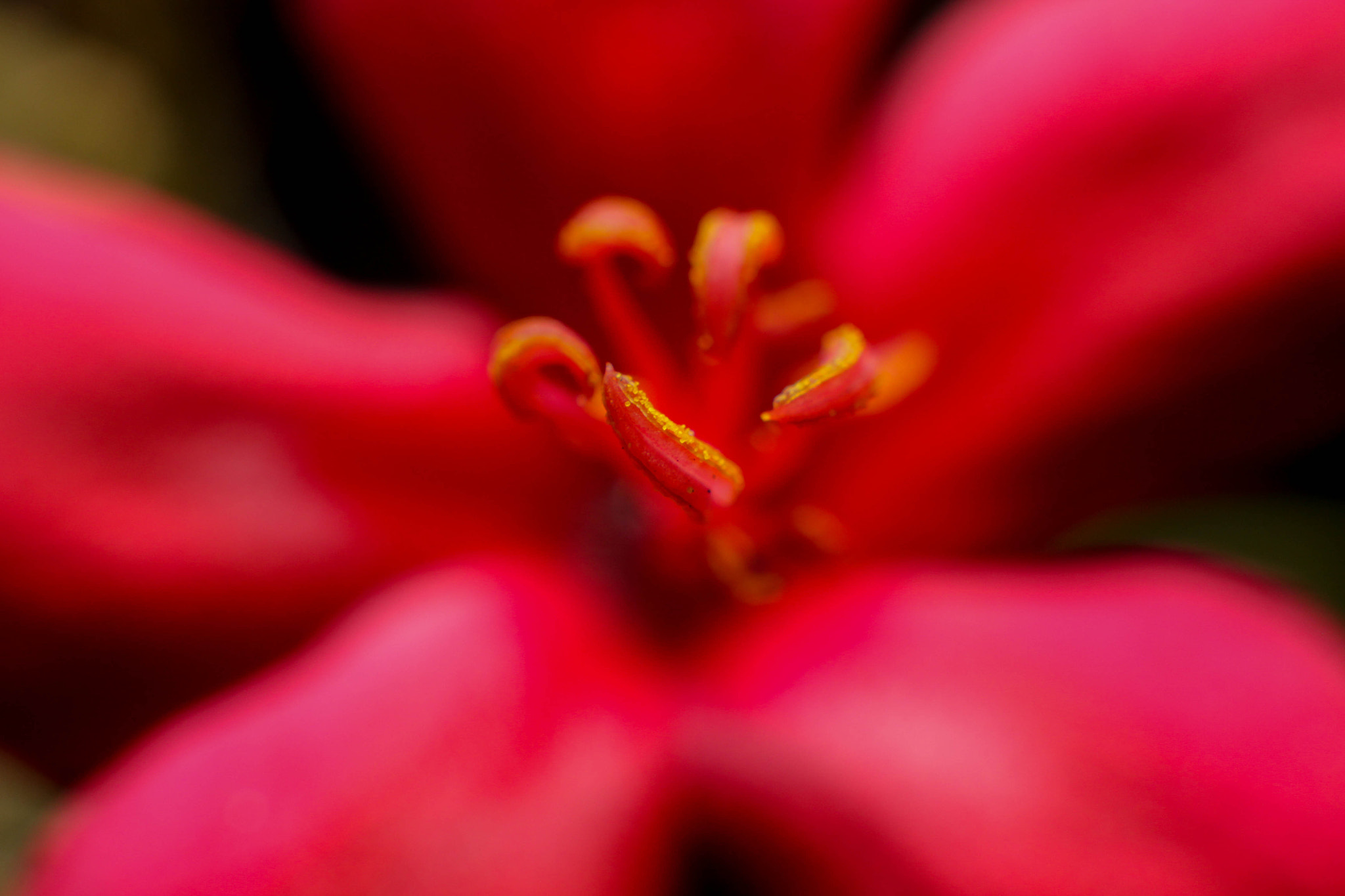 Sigma 50mm F1.4 EX DG HSM sample photo. Soft touch photography