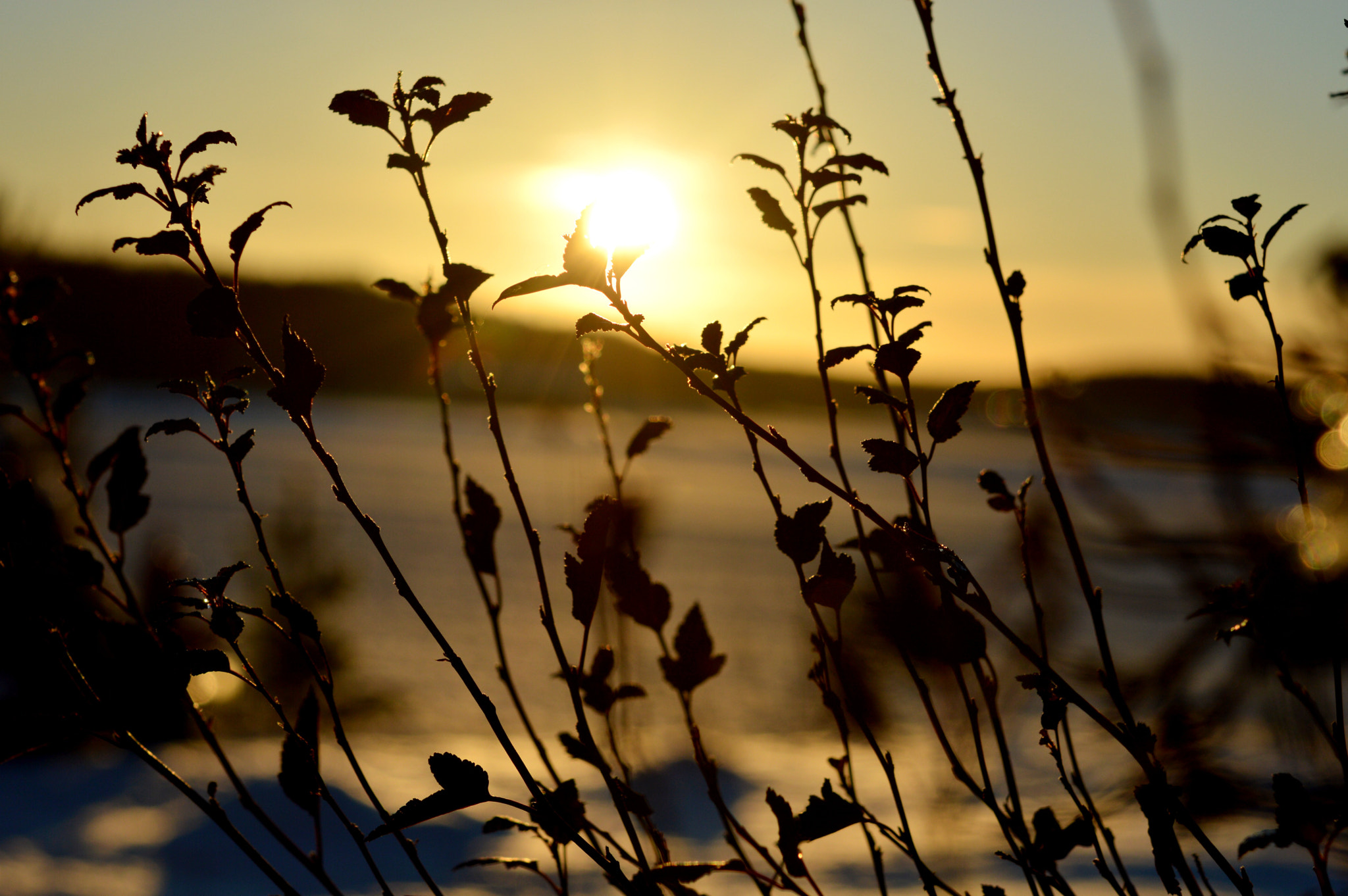 Nikon AF-S Micro-Nikkor 60mm F2.8G ED sample photo. Sunshine on this cold day  photography