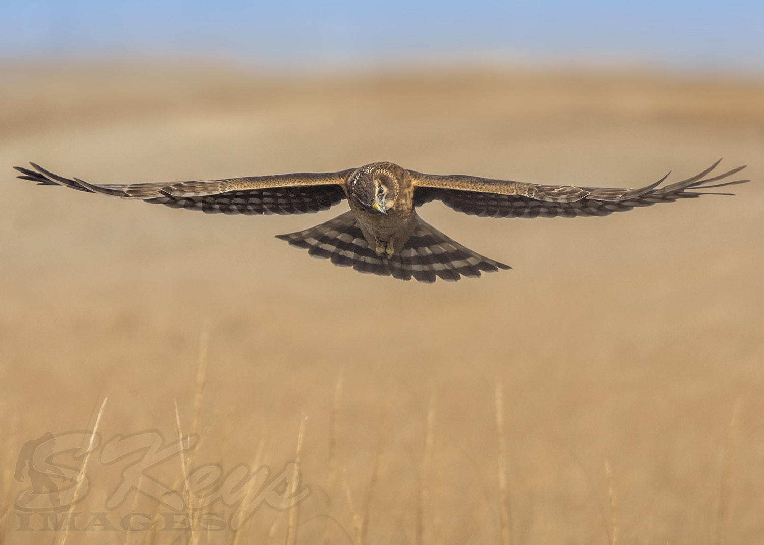 Nikon D7200 + Sigma 500mm F4.5 EX DG HSM sample photo. Surveyor (northern harrier) photography