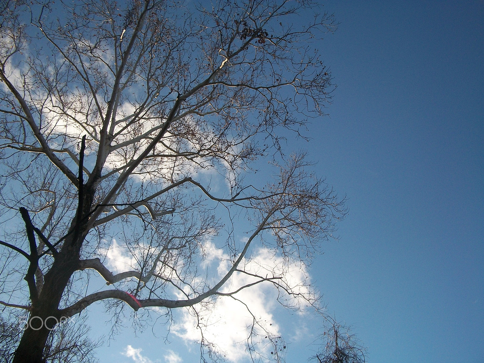 Kodak EASYSHARE C180 DIGITAL CAMERA sample photo. That majestic tree photography