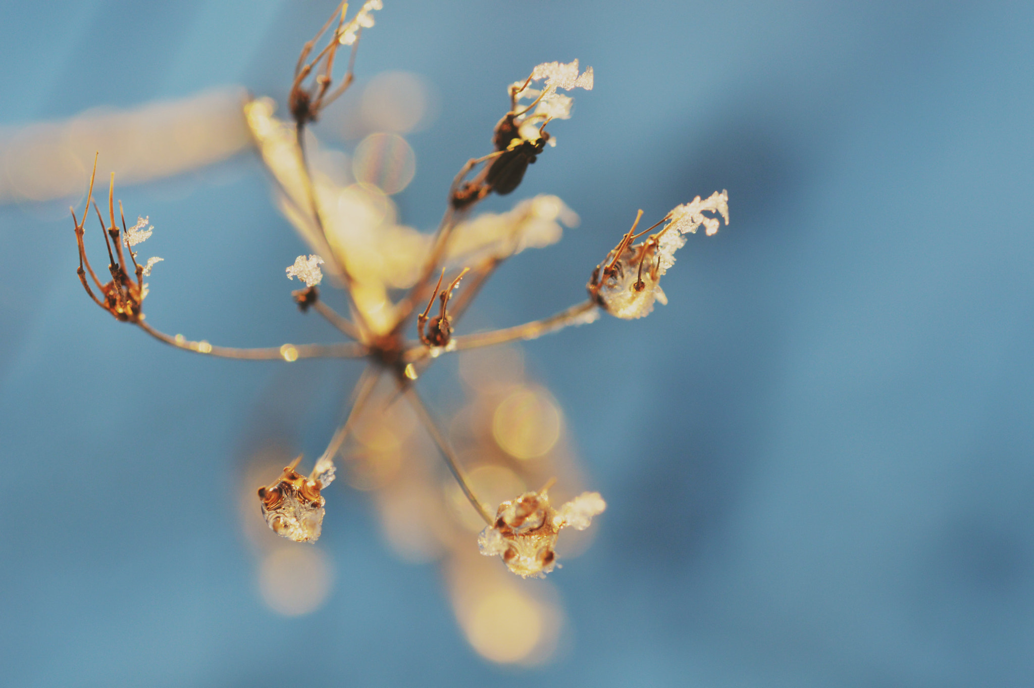 Nikon AF-S Micro-Nikkor 60mm F2.8G ED sample photo. Simple and yet interesting  photography