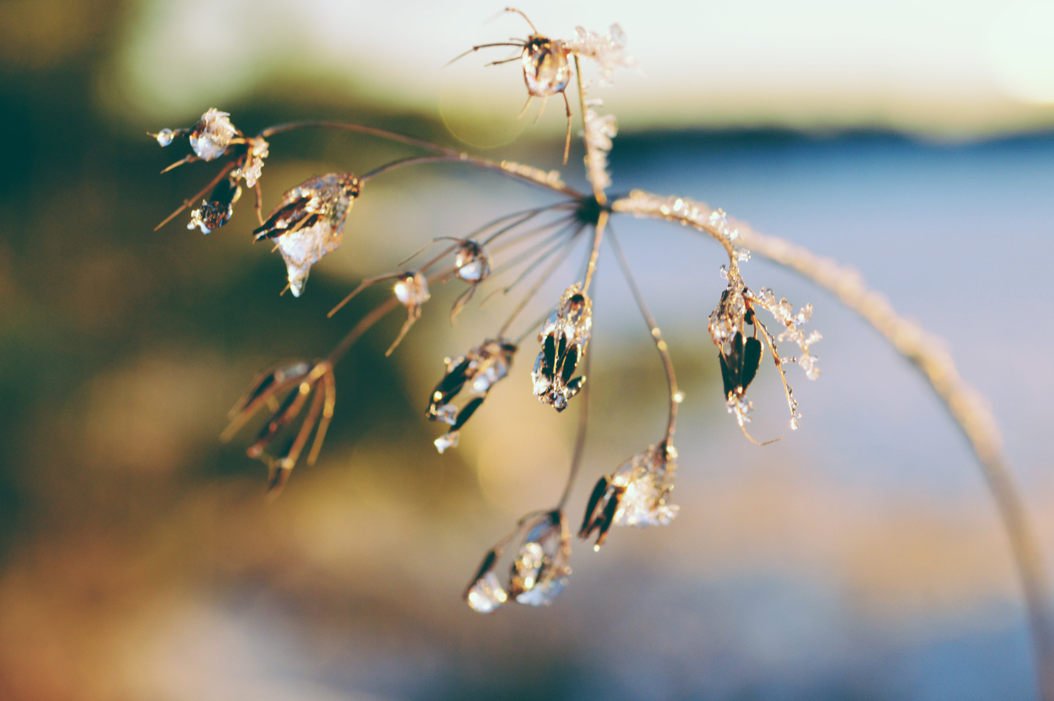 Nikon AF-S Micro-Nikkor 60mm F2.8G ED sample photo. Ice cubes  photography