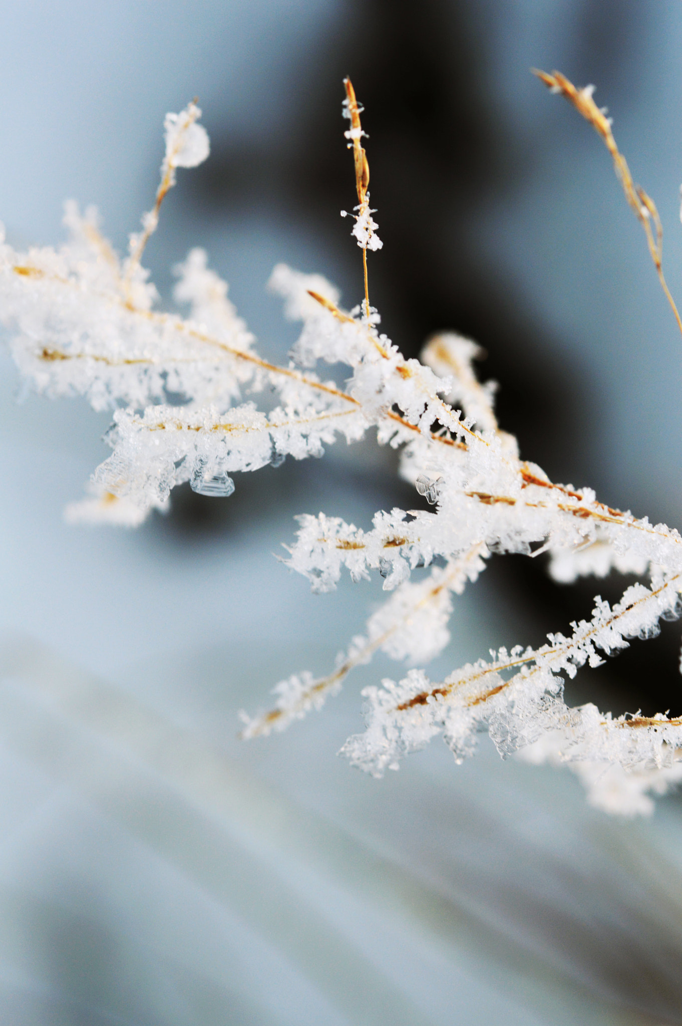 Nikon AF-S Micro-Nikkor 60mm F2.8G ED sample photo. So snowy  photography