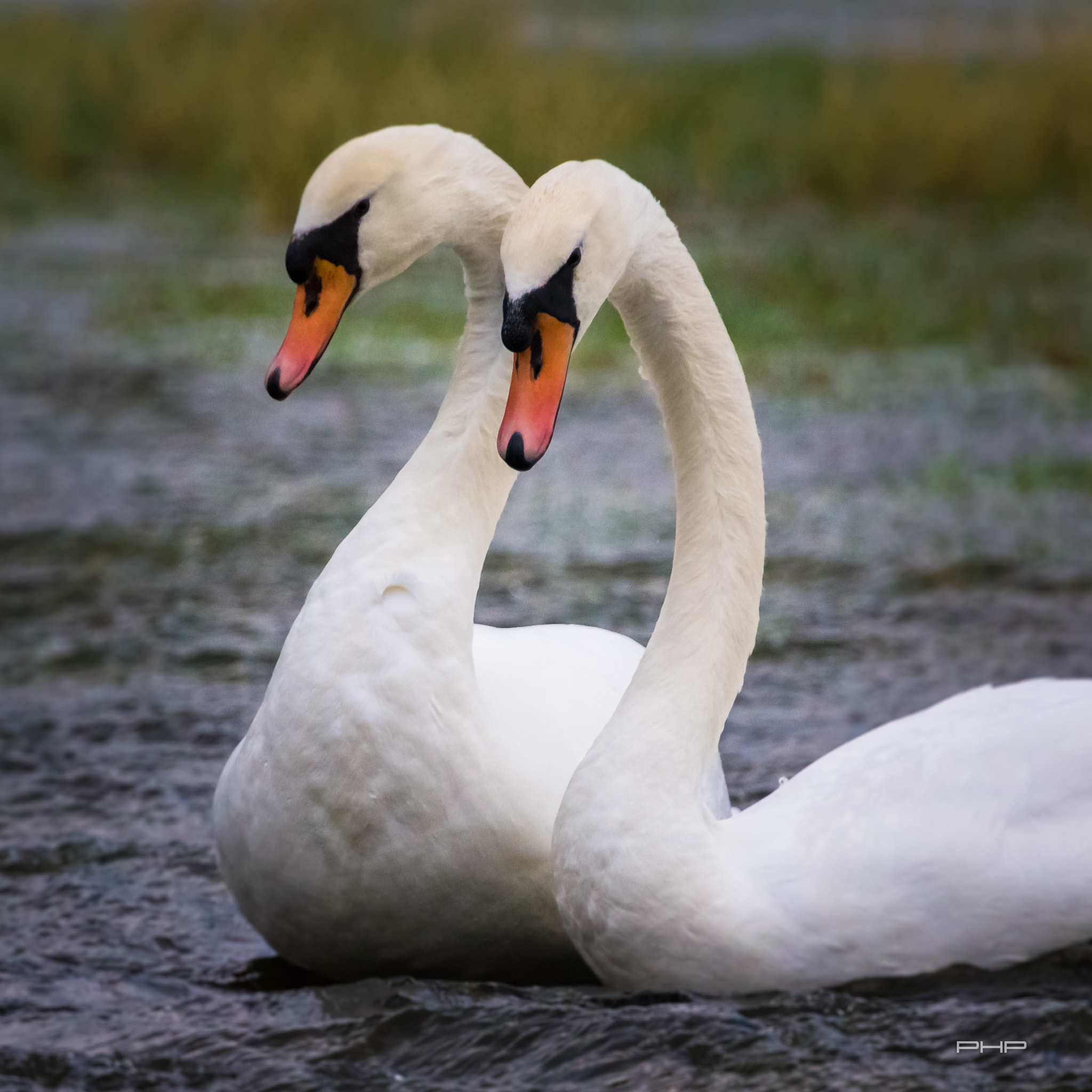 Canon EF 100-400mm F4.5-5.6L IS USM sample photo. Love photography