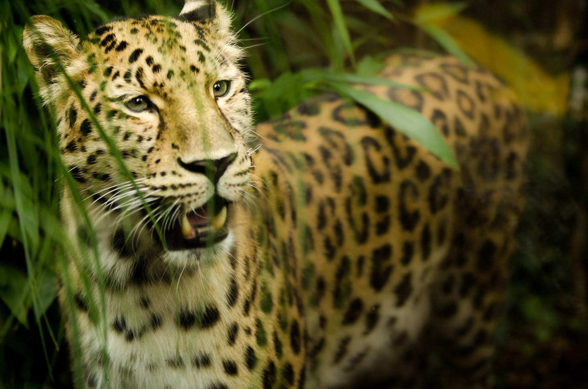Sigma 70-200mm F2.8 EX DG OS HSM sample photo. Leopard spotting photography