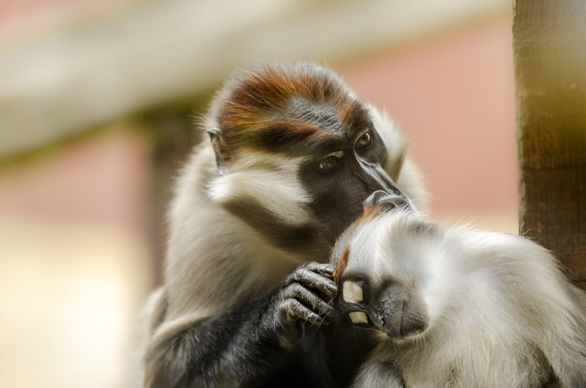 Sigma 70-200mm F2.8 EX DG OS HSM sample photo. Monkey grooming photography