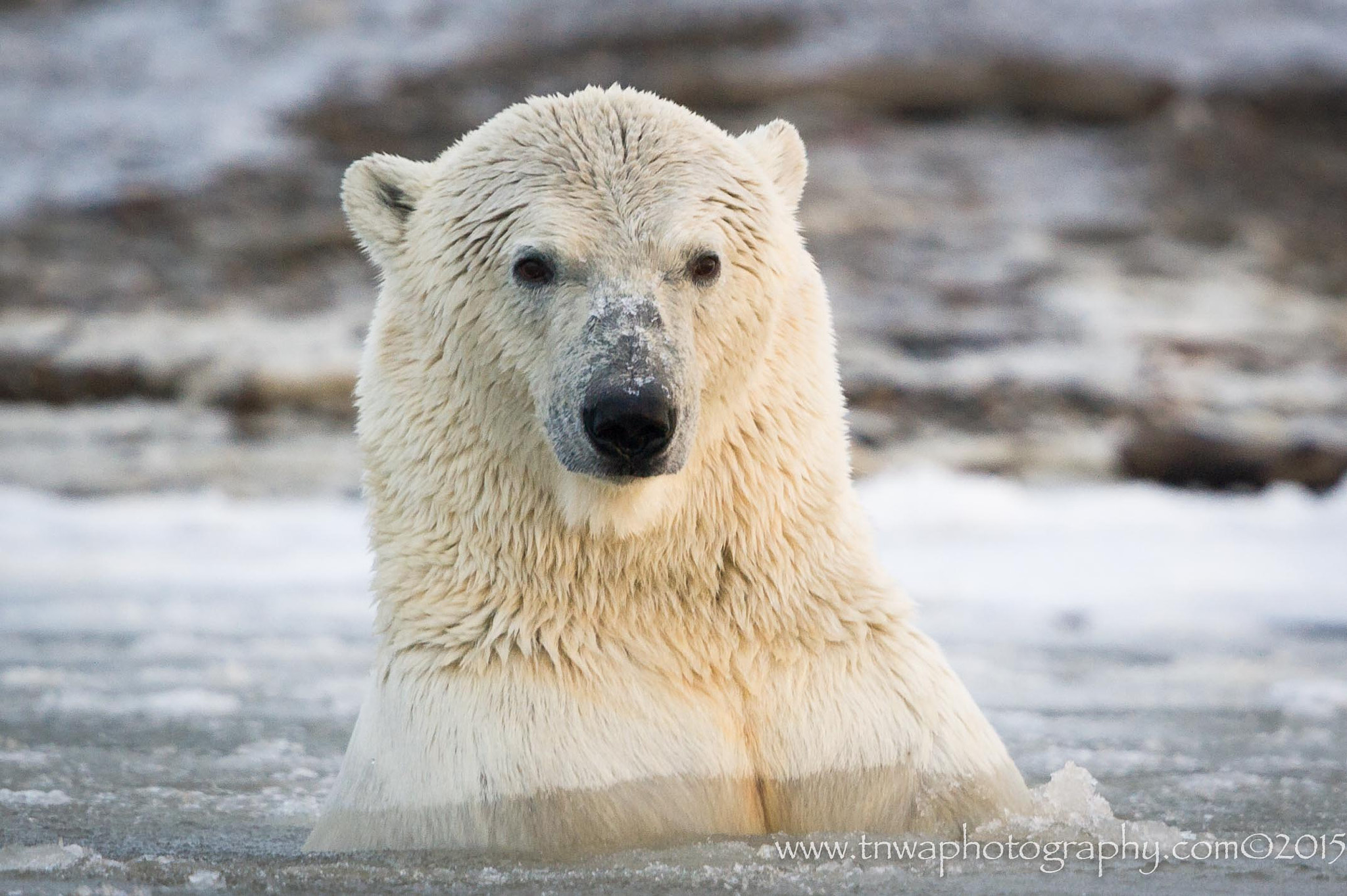 Nikon AF-S Nikkor 500mm F4G ED VR sample photo. Polar bear plunge photography