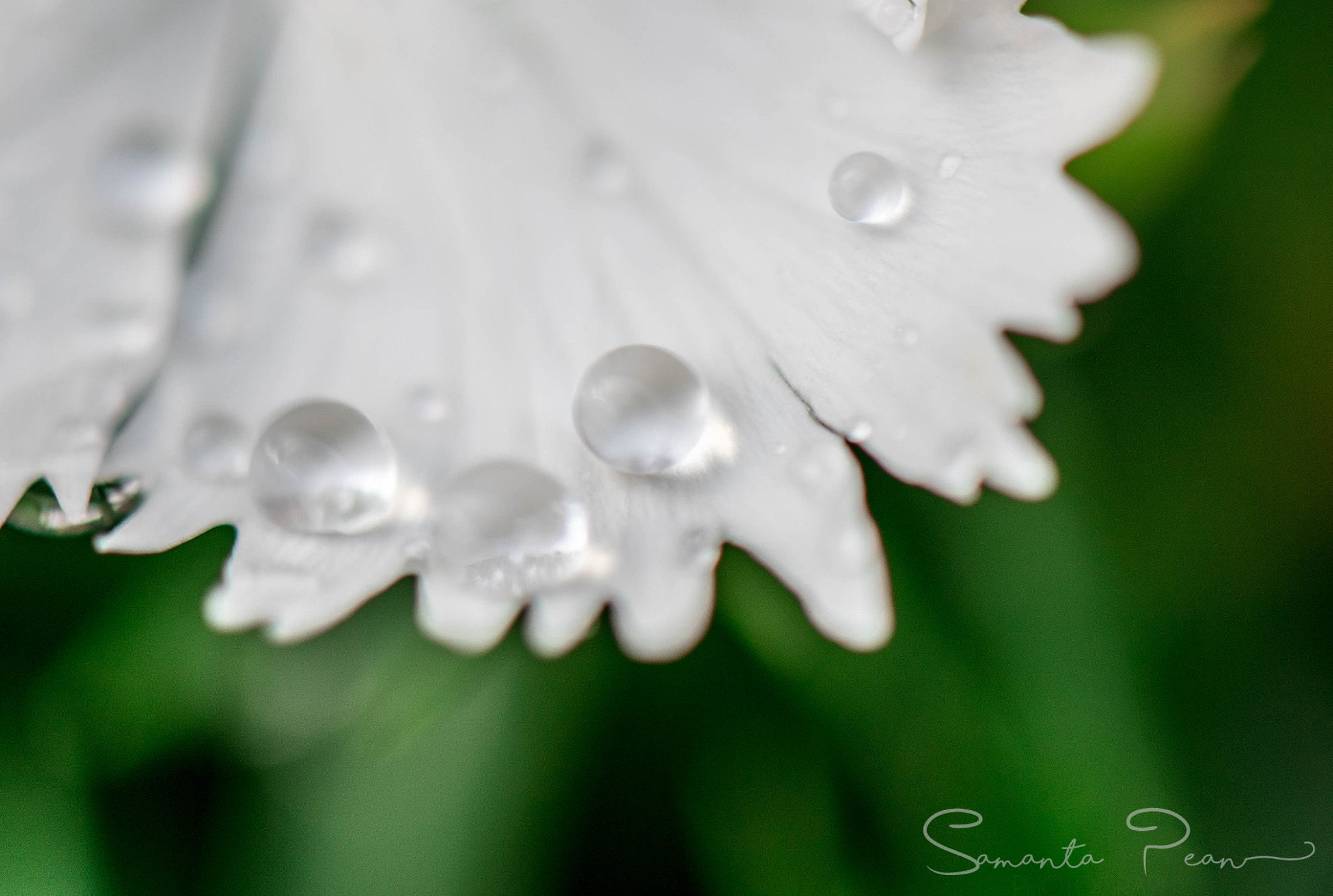 Nikon AF-S DX Micro-Nikkor 85mm F3.5G ED VR sample photo. Droplets photography