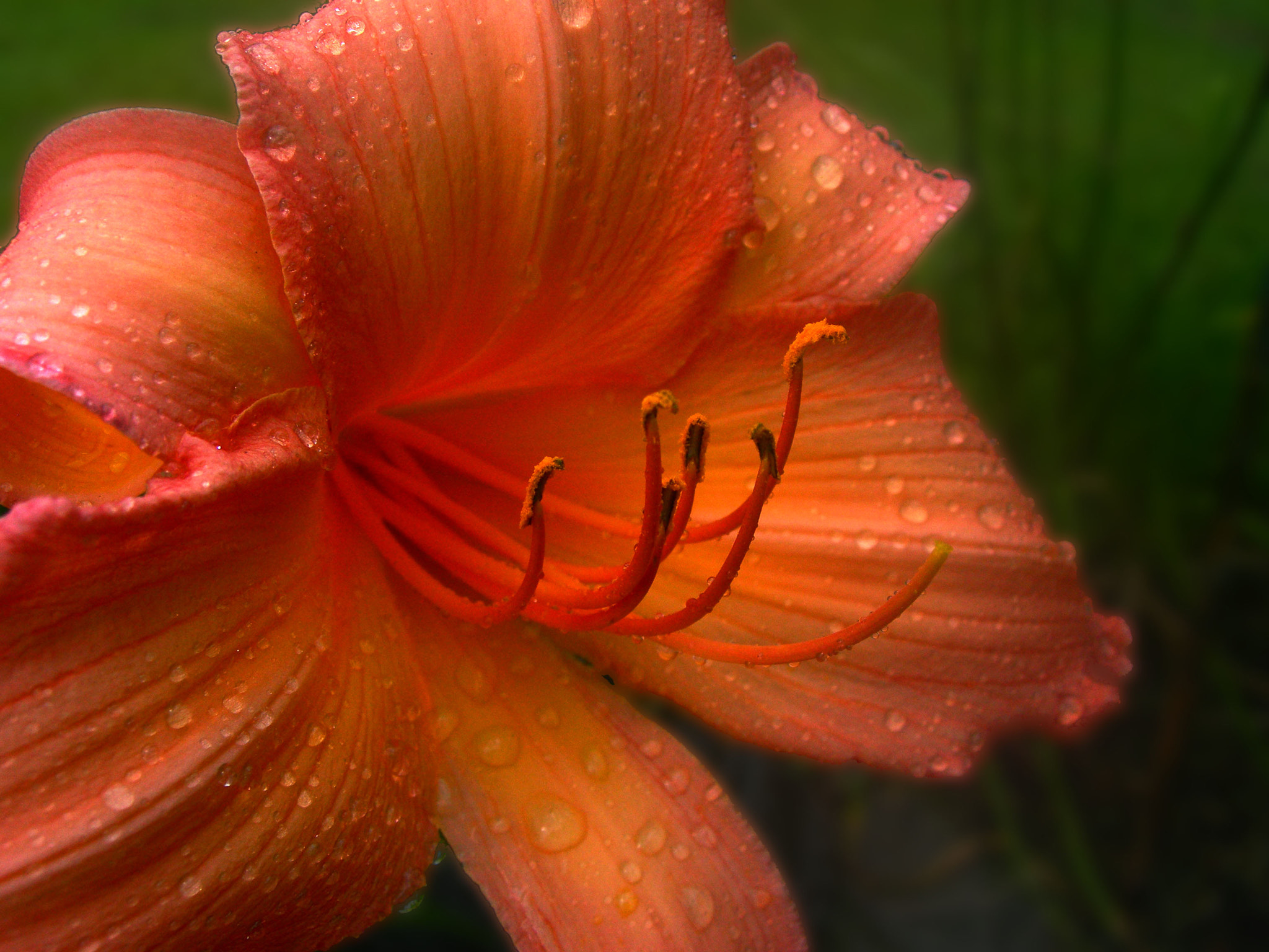 Nikon E7600 sample photo. A lily gently weeps photography