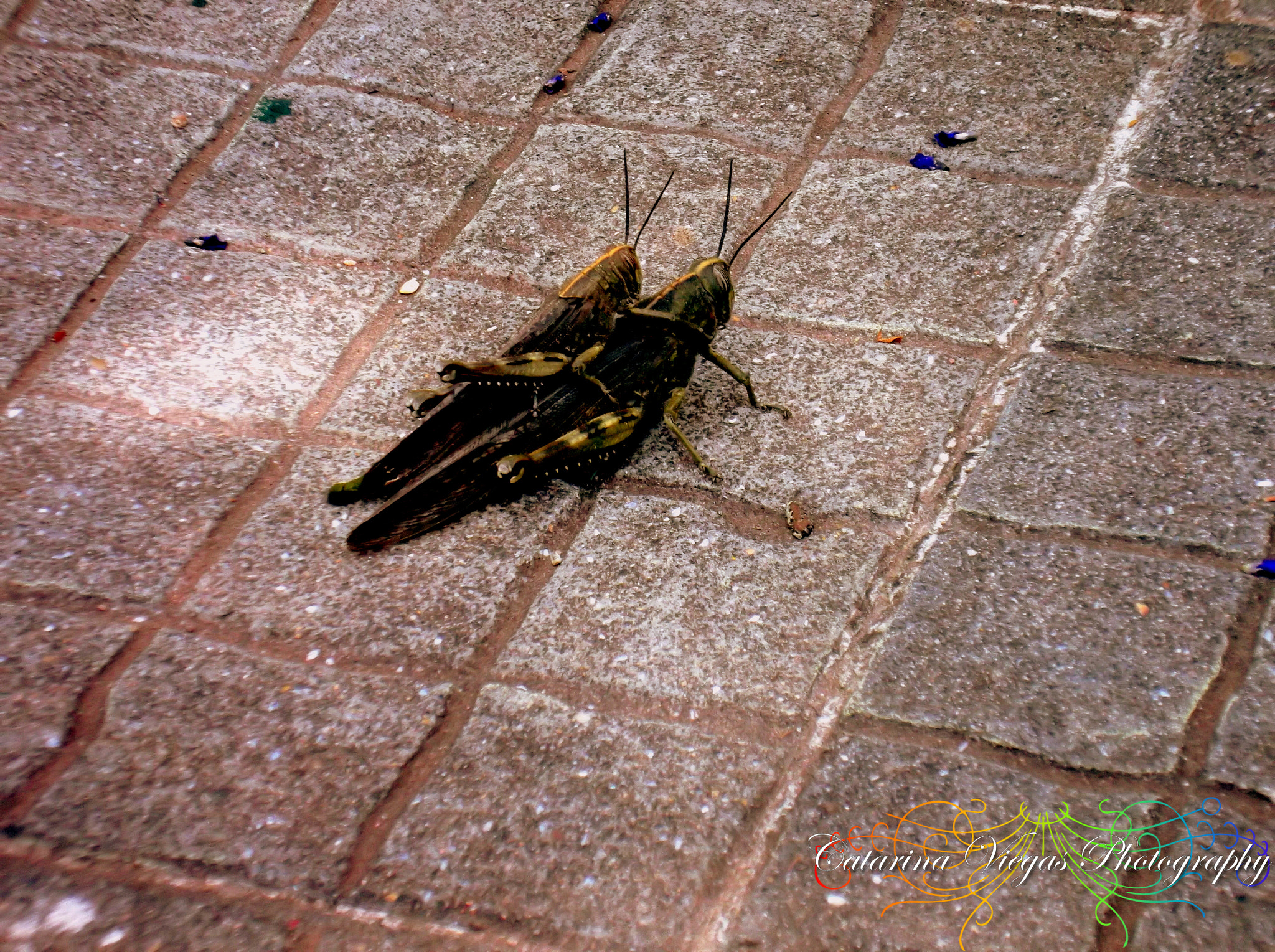 Fujifilm FinePix JX420 sample photo. Mating of grasshoppers photography