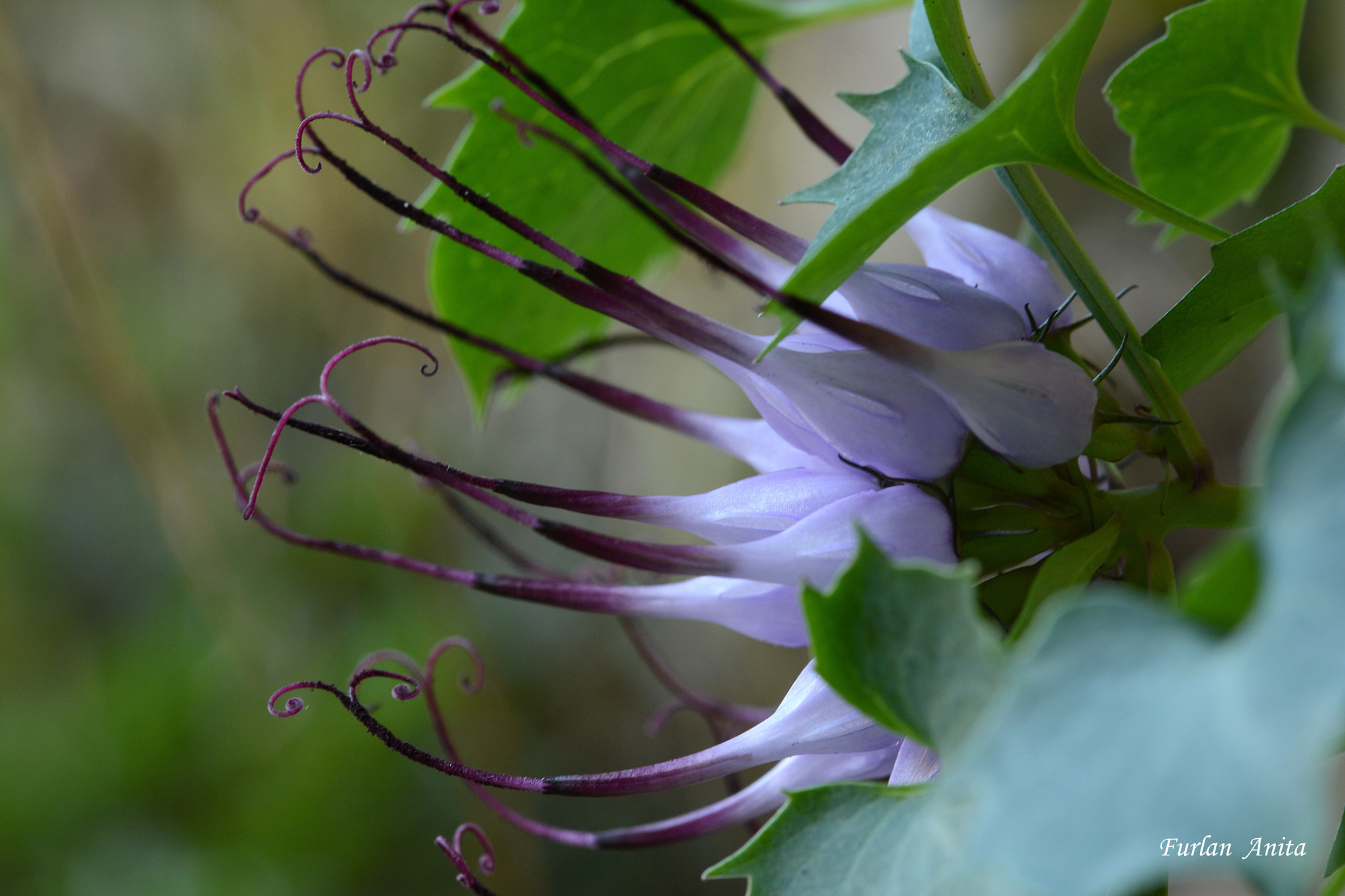 Sigma 105mm F2.8 EX DG Macro sample photo. Raponzolo di roccia photography