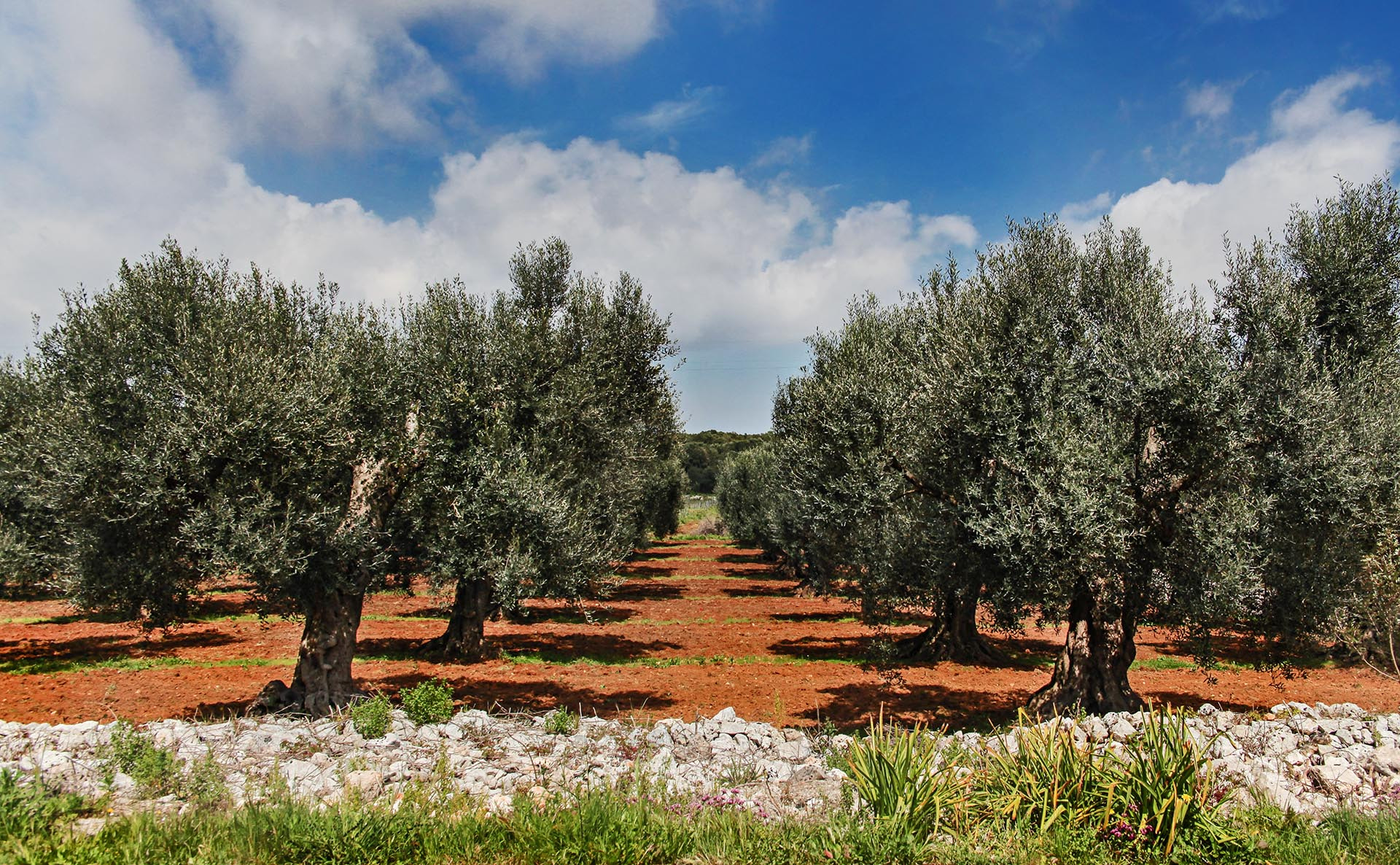 Canon EF 24-85mm F3.5-4.5 USM sample photo. The colors of my land, the salento. photography