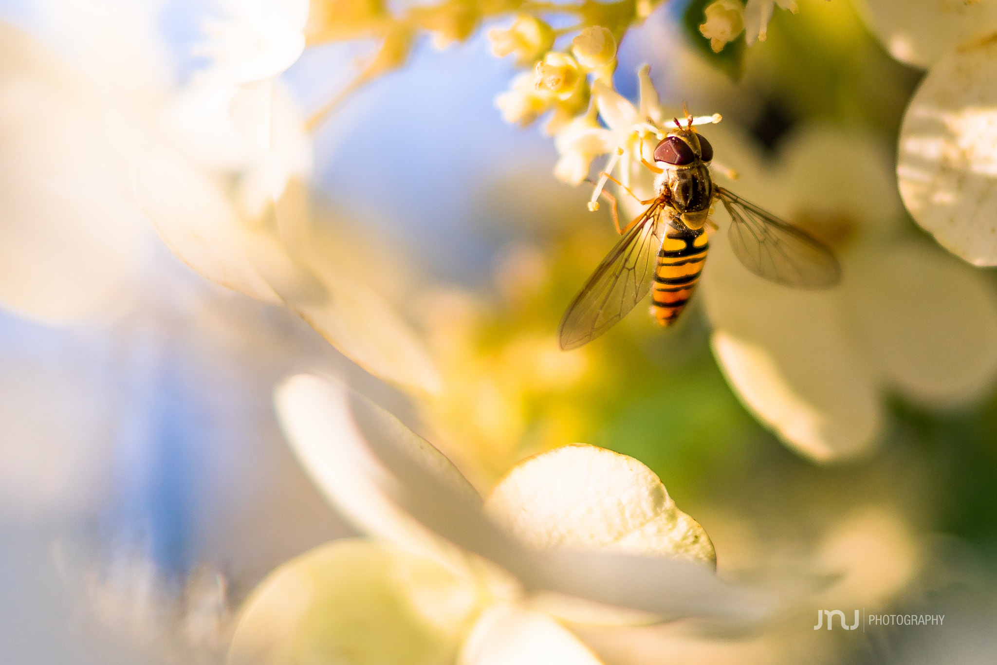 Sony ILCA-77M2 sample photo. Tiger fly photography