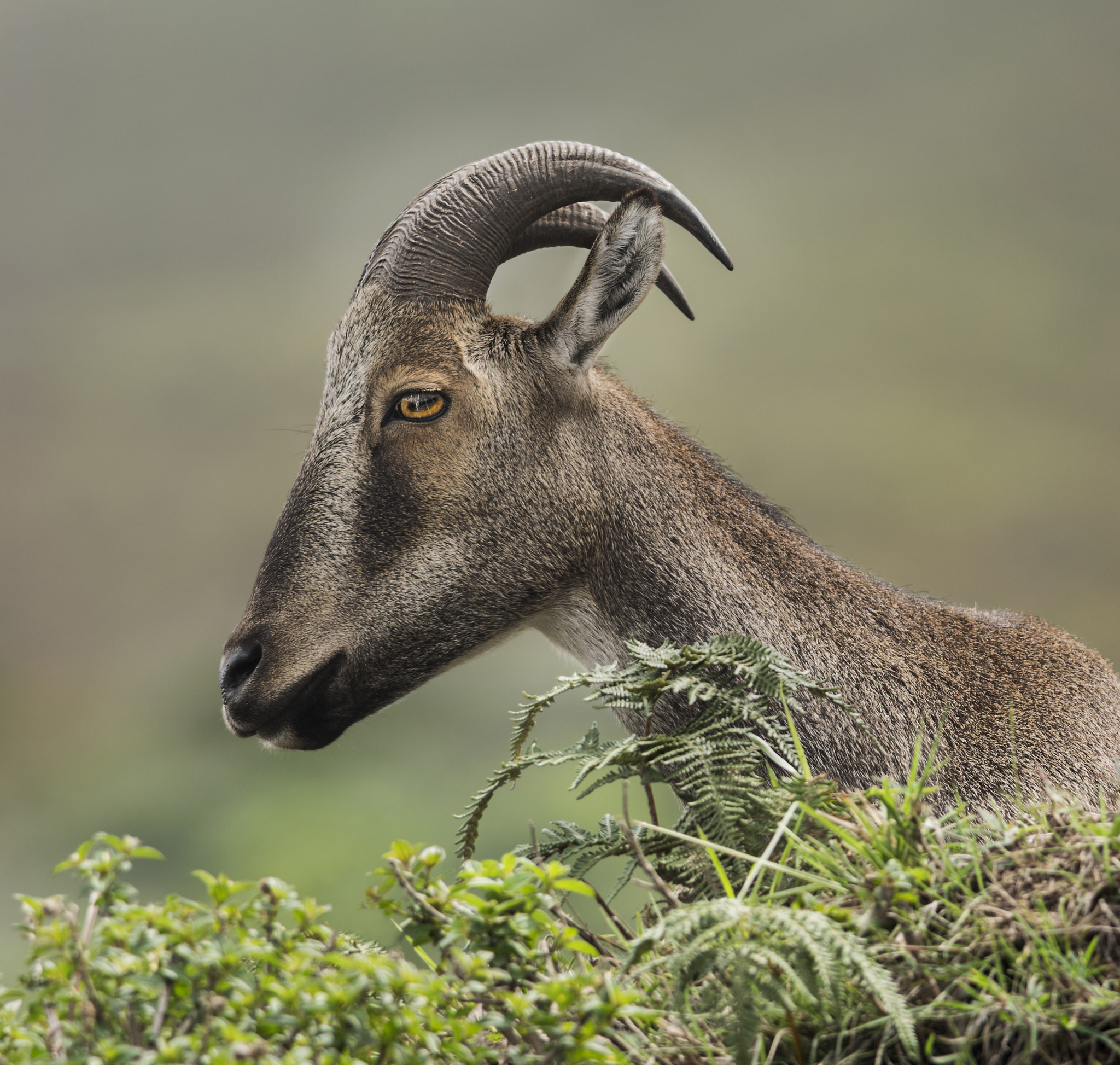 Nikon D5300 + Nikon AF-S Nikkor 300mm F4D ED-IF sample photo. Nilgiri tahr (nilgiritragus hylocrius) photography