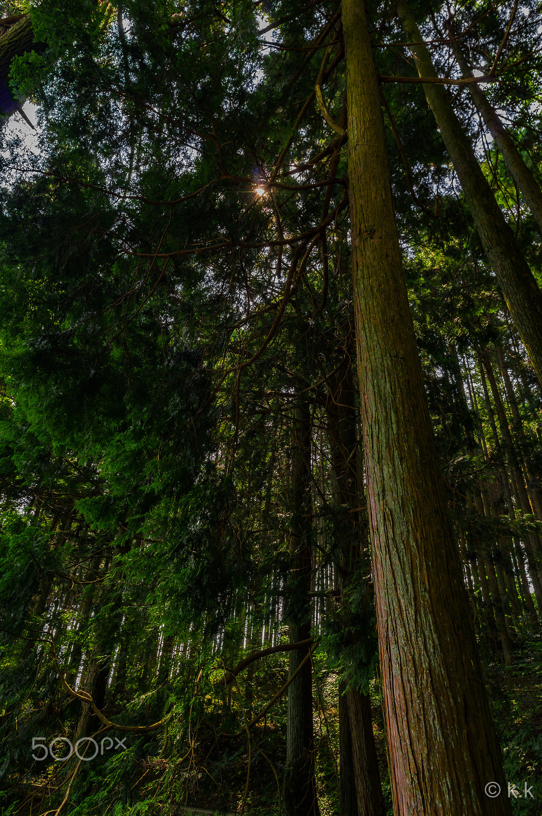 HD Pentax DA 15mm F4 ED AL Limited sample photo. Green photography