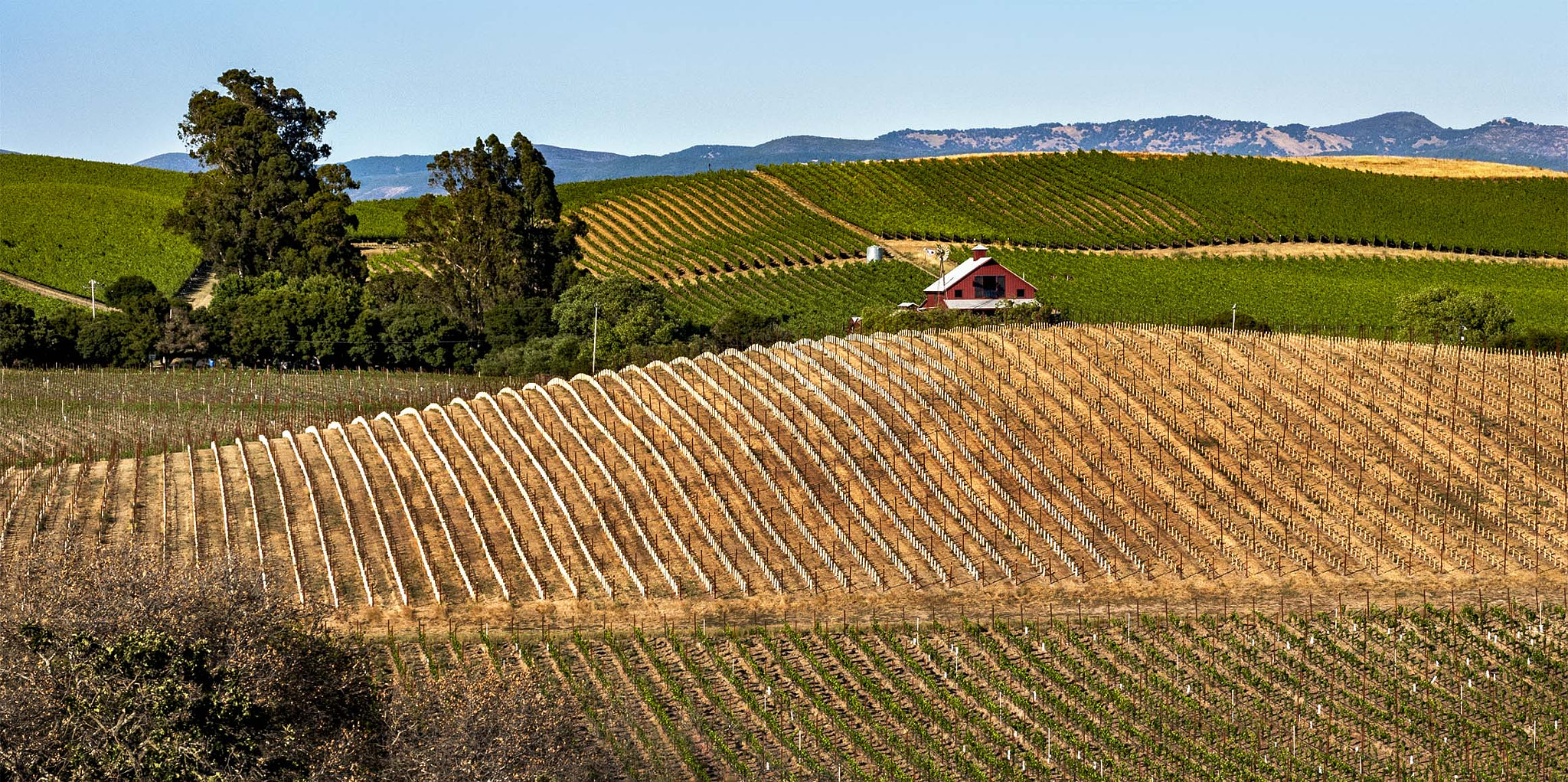 AF Zoom-Nikkor 28-105mm f/3.5-4.5D IF sample photo. Vineyard rows photography