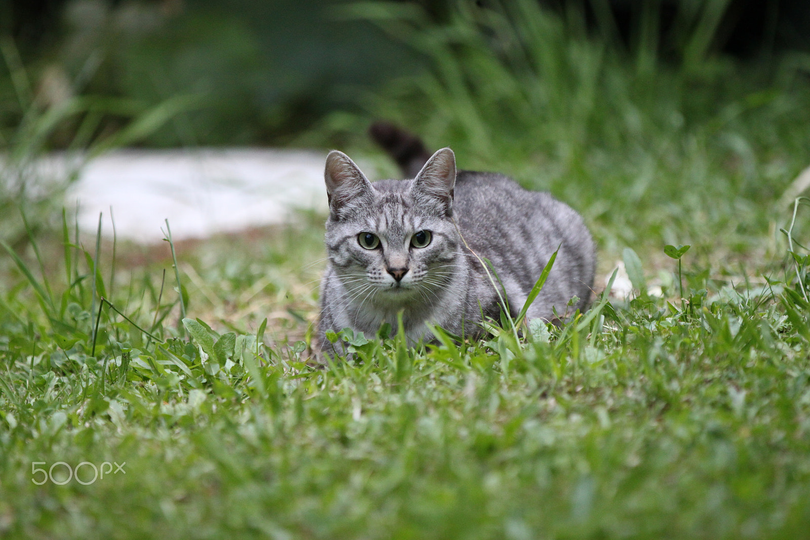 Canon EF 70-200mm F2.8L IS II USM sample photo. Alert & ready photography