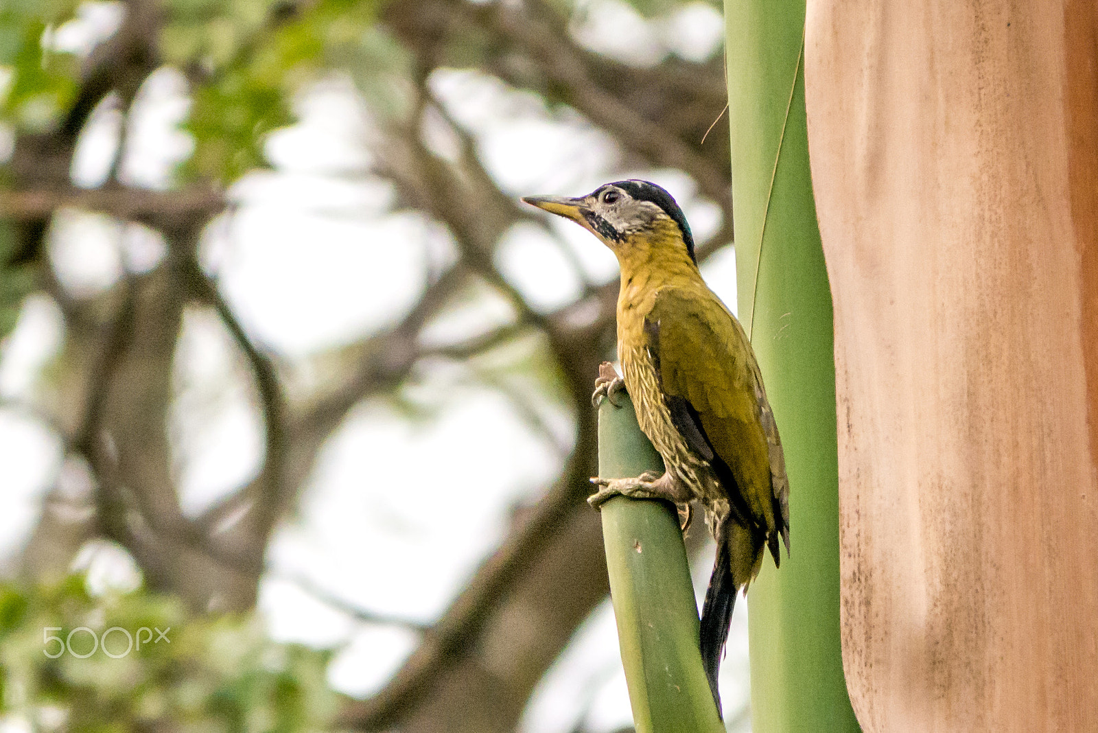 Panasonic Lumix DMC-GF7 sample photo. Female laced woodpecker photography