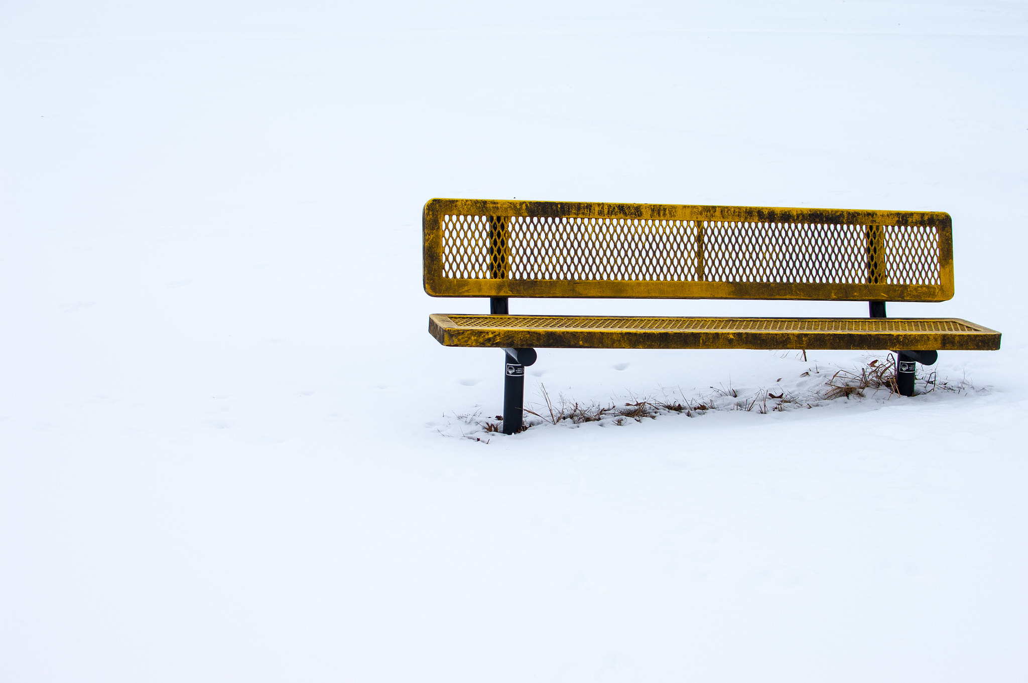 Nikon D2X sample photo. Bench in yellow photography