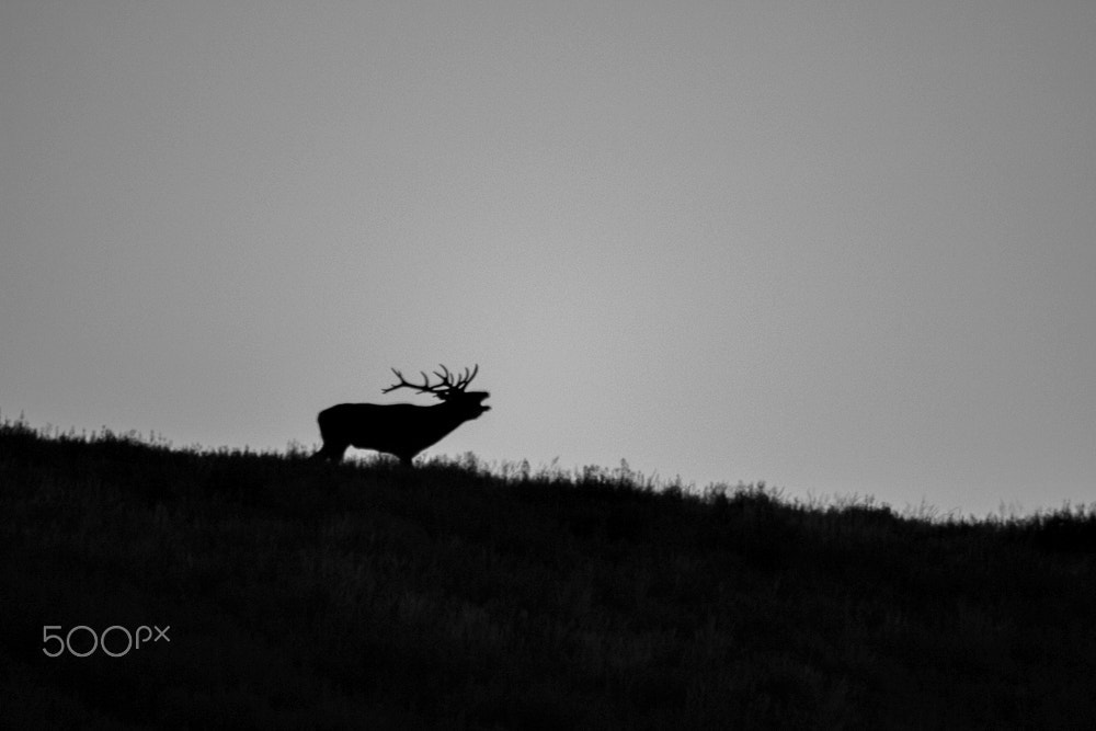 Sigma 150-500mm F5-6.3 DG OS HSM sample photo. Romper da aurora photography