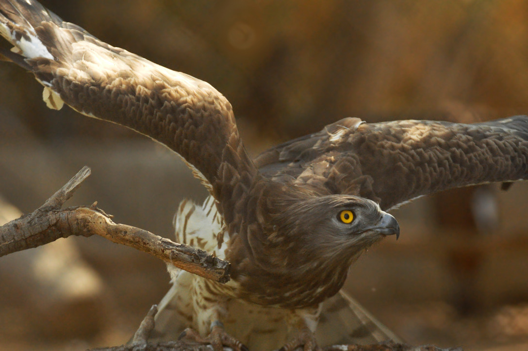 Nikon D90 + Nikon AF Nikkor 80-400mm F4.5-5.6D ED VR sample photo. חיוואי נחשים photography