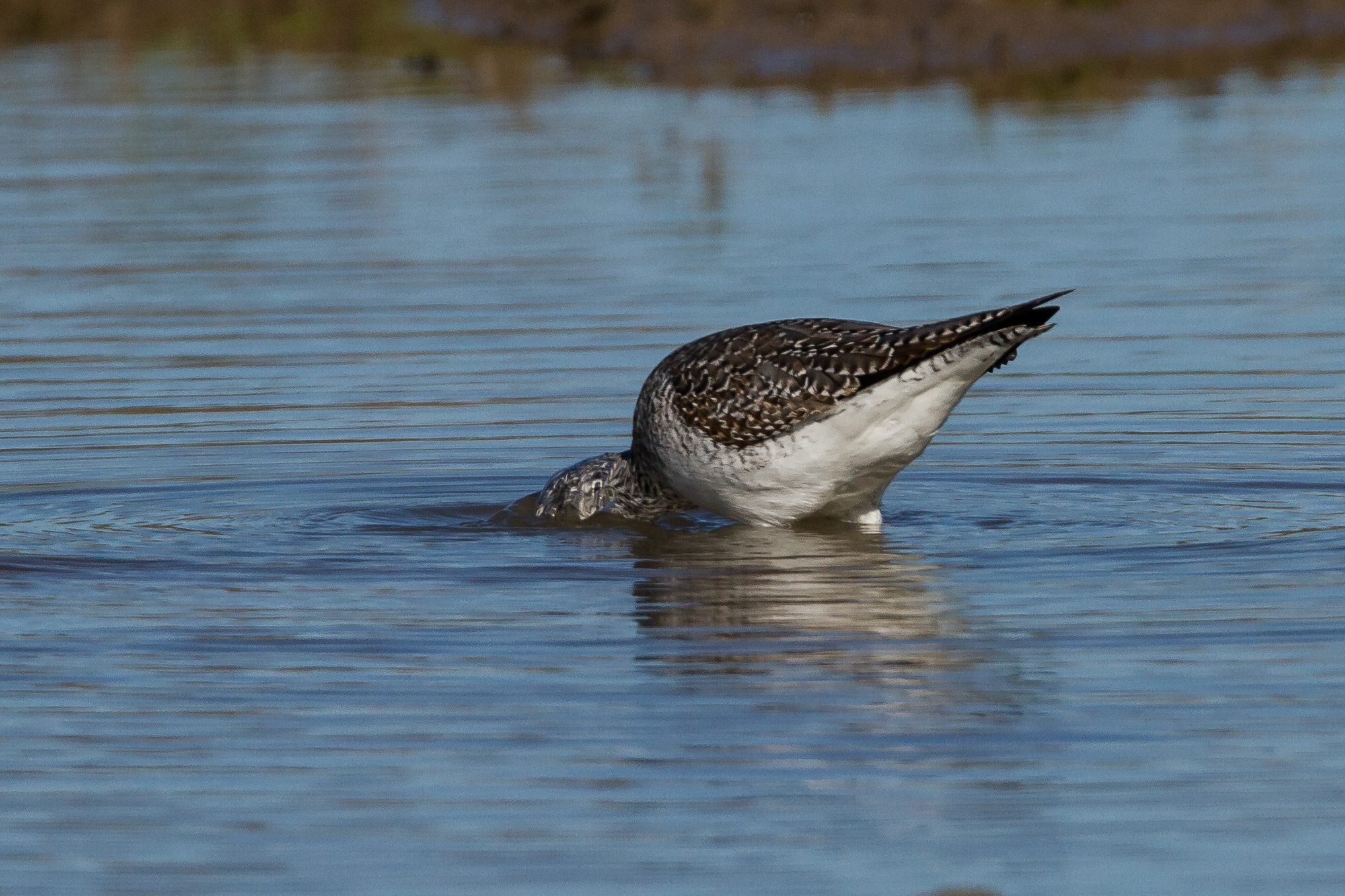 Tamron SP 150-600mm F5-6.3 Di VC USD sample photo. Greater yellowlegs photography