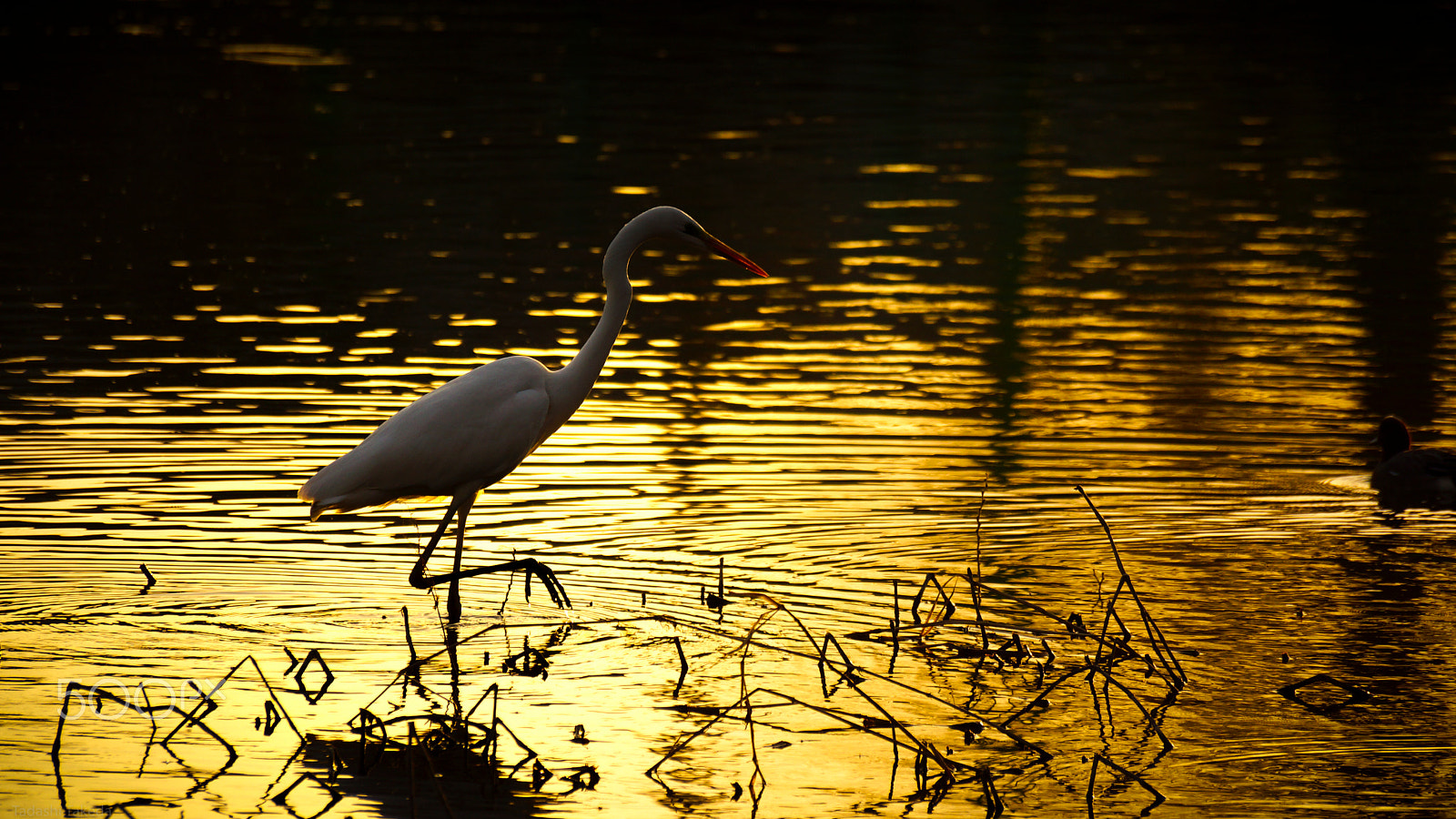 Sony DT 55-300mm F4.5-5.6 SAM sample photo. Quiet time photography