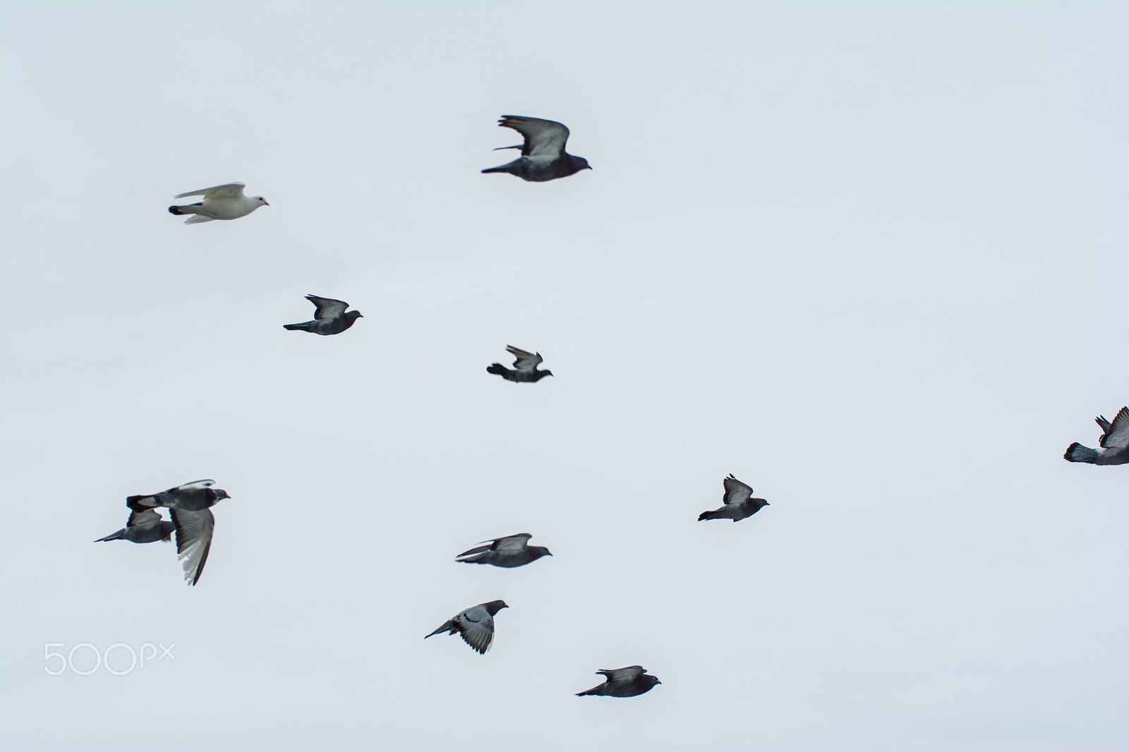Sigma 70-200mm F2.8 EX DG OS HSM sample photo. Birds in flight photography