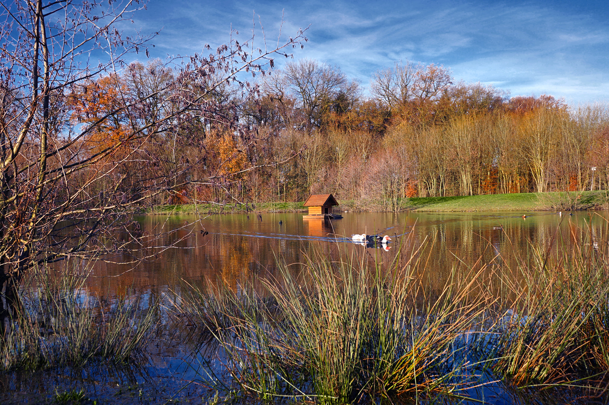 Sony Sonnar T* E 24mm F1.8 ZA sample photo. Christmas is coming ...the ducks do not fly away photography
