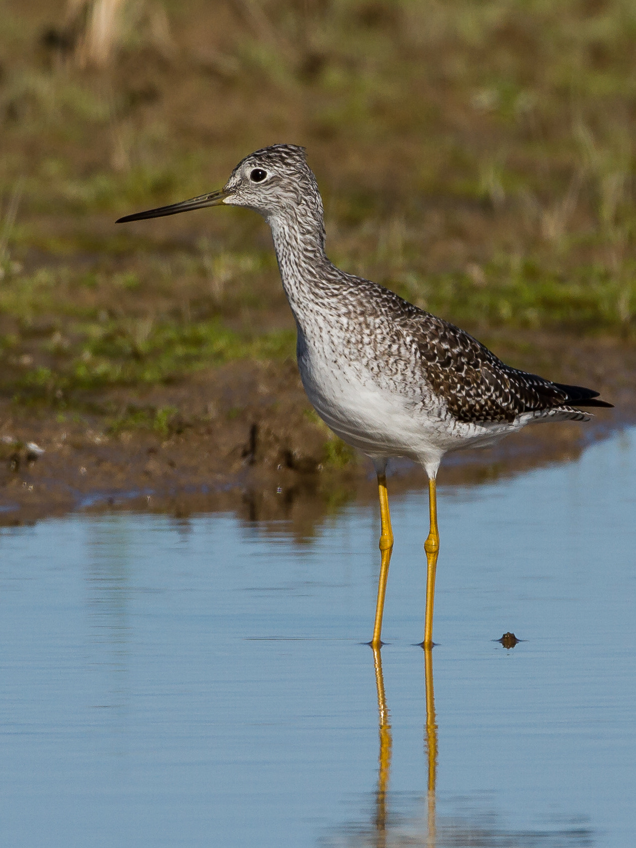 Canon EOS 7D + Tamron SP 150-600mm F5-6.3 Di VC USD sample photo. Greater yellowlegs photography
