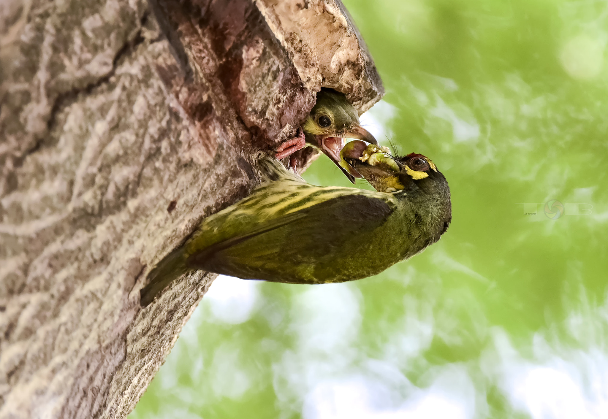 Nikon AF-S Nikkor 600mm F4D ED-IF II sample photo. Feeding photography