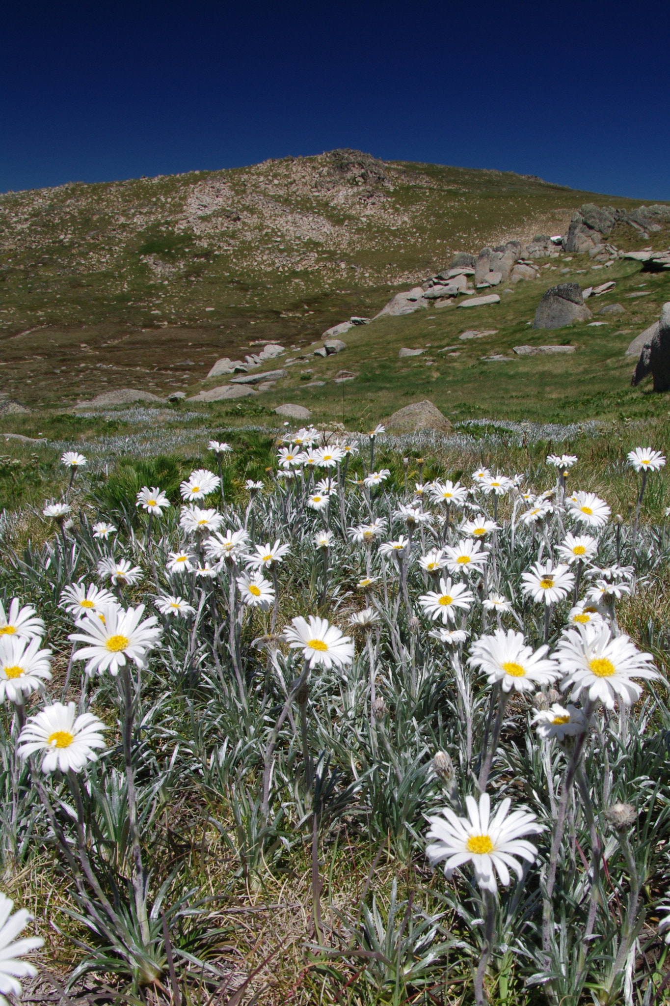 Pentax smc DA* 16-50mm F2.8 ED AL (IF) SDM sample photo. Flowers on north ramshead photography