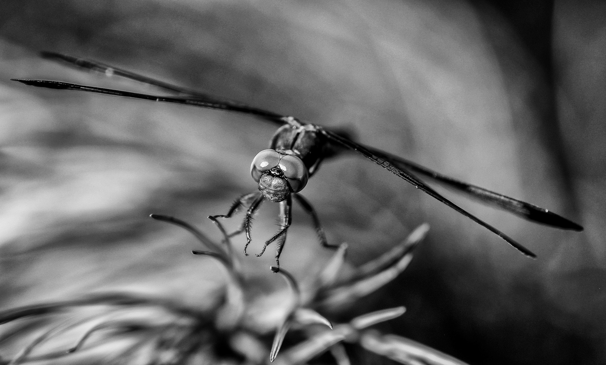 Canon EF 180mm F3.5L Macro USM sample photo. Stopped for me photography