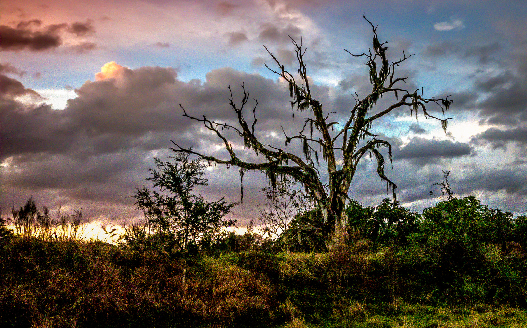 Panasonic Lumix DMC-GX7 + Panasonic Lumix G Vario 7-14mm F4 ASPH sample photo. Old floridian tree photography