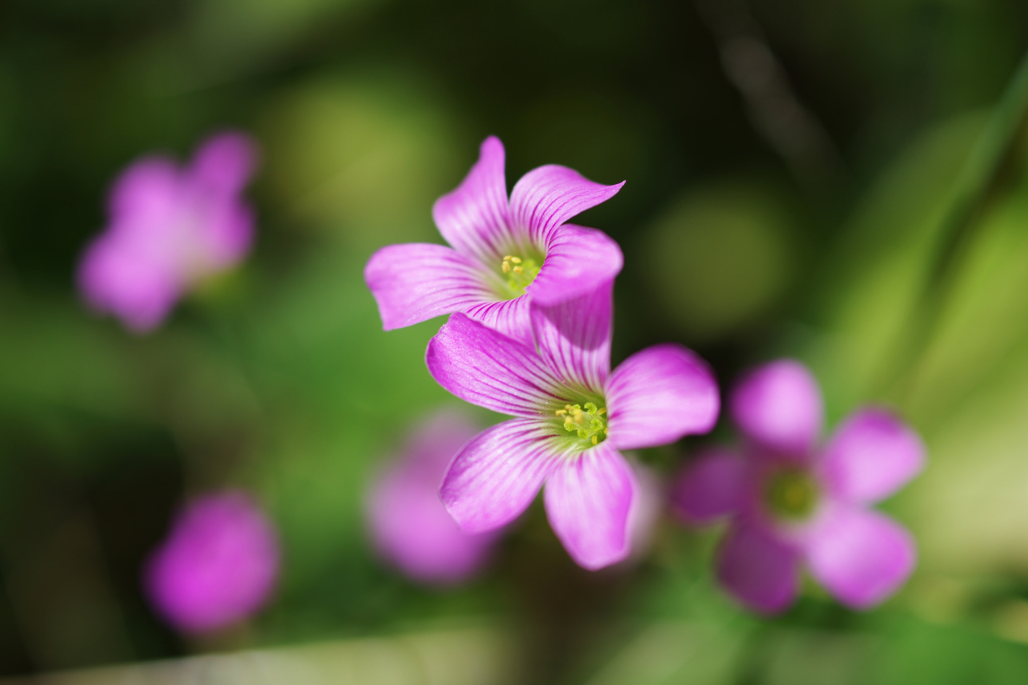 HD Pentax DA 35mm F2.8 Macro Limited sample photo. Flowers photography