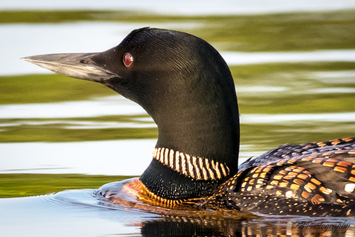 Sigma 150-500mm F5-6.3 DG OS HSM sample photo. Adolescent loon photography