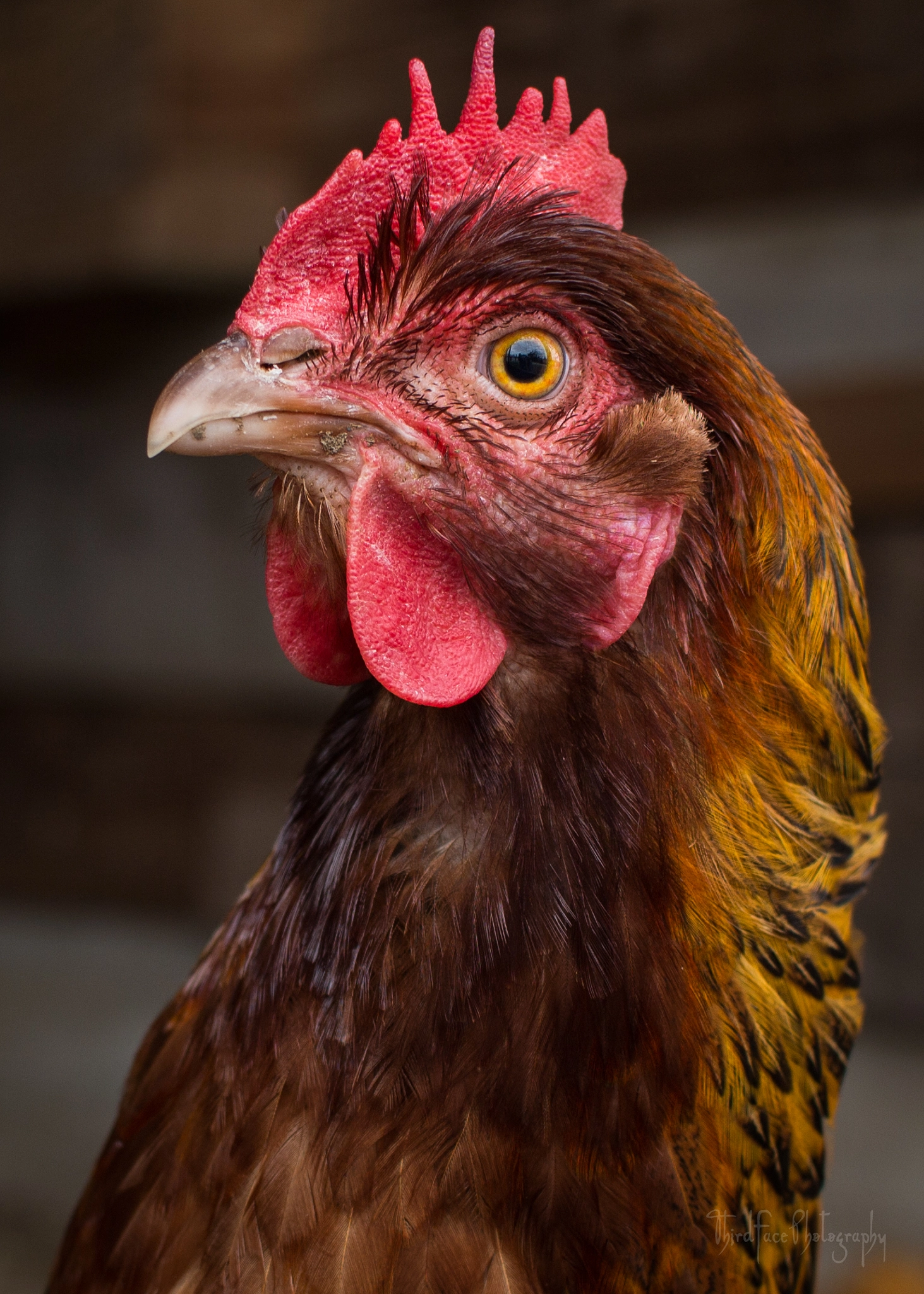 Canon EF-S 24mm F2.8 STM sample photo. Cute chick photography