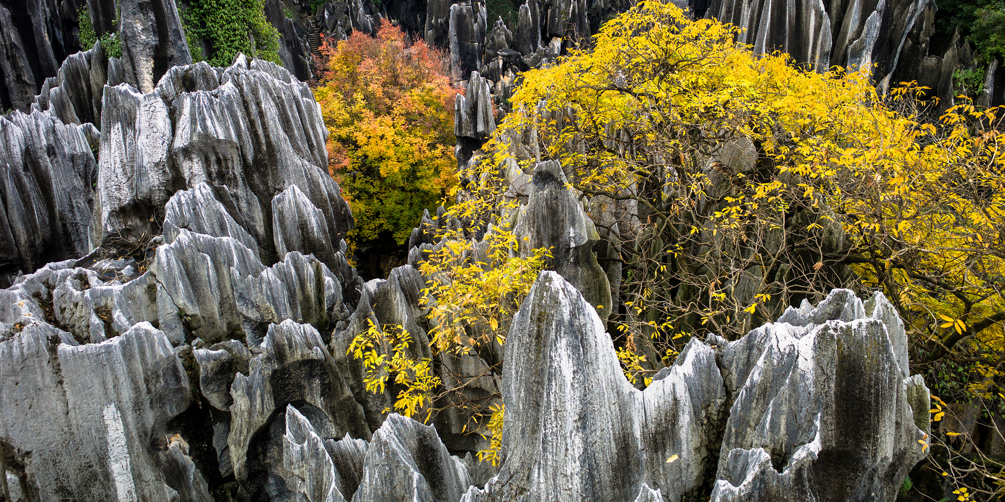 Leica Super-Elmar-M 21mm F3.4 ASPH sample photo. Petrified photography