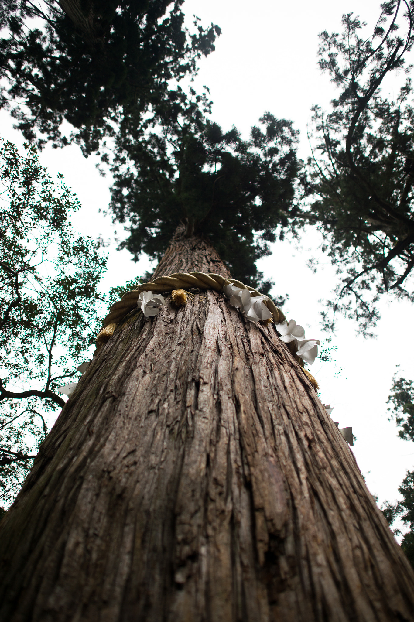 Nikon Df + Nikon AF-S Nikkor 24mm F1.4G ED sample photo. Tree in temple photography