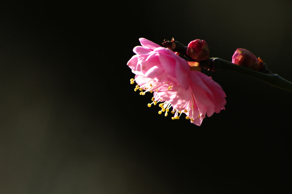 smc PENTAX-DA L 55-300mm F4-5.8 ED sample photo. Plum blossom 2 photography