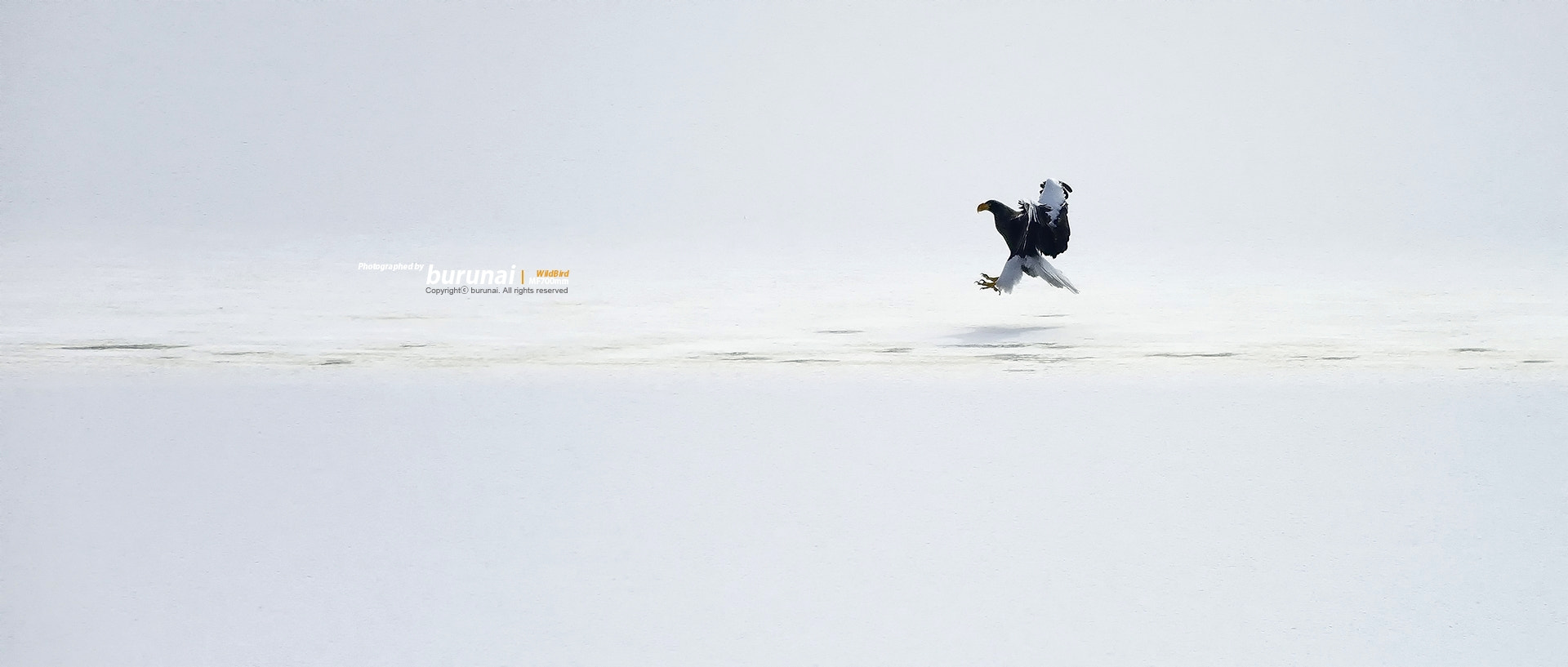 Nikon D800 + Nikkor 500mm f/4 P ED IF sample photo. Eagle in the snow photography