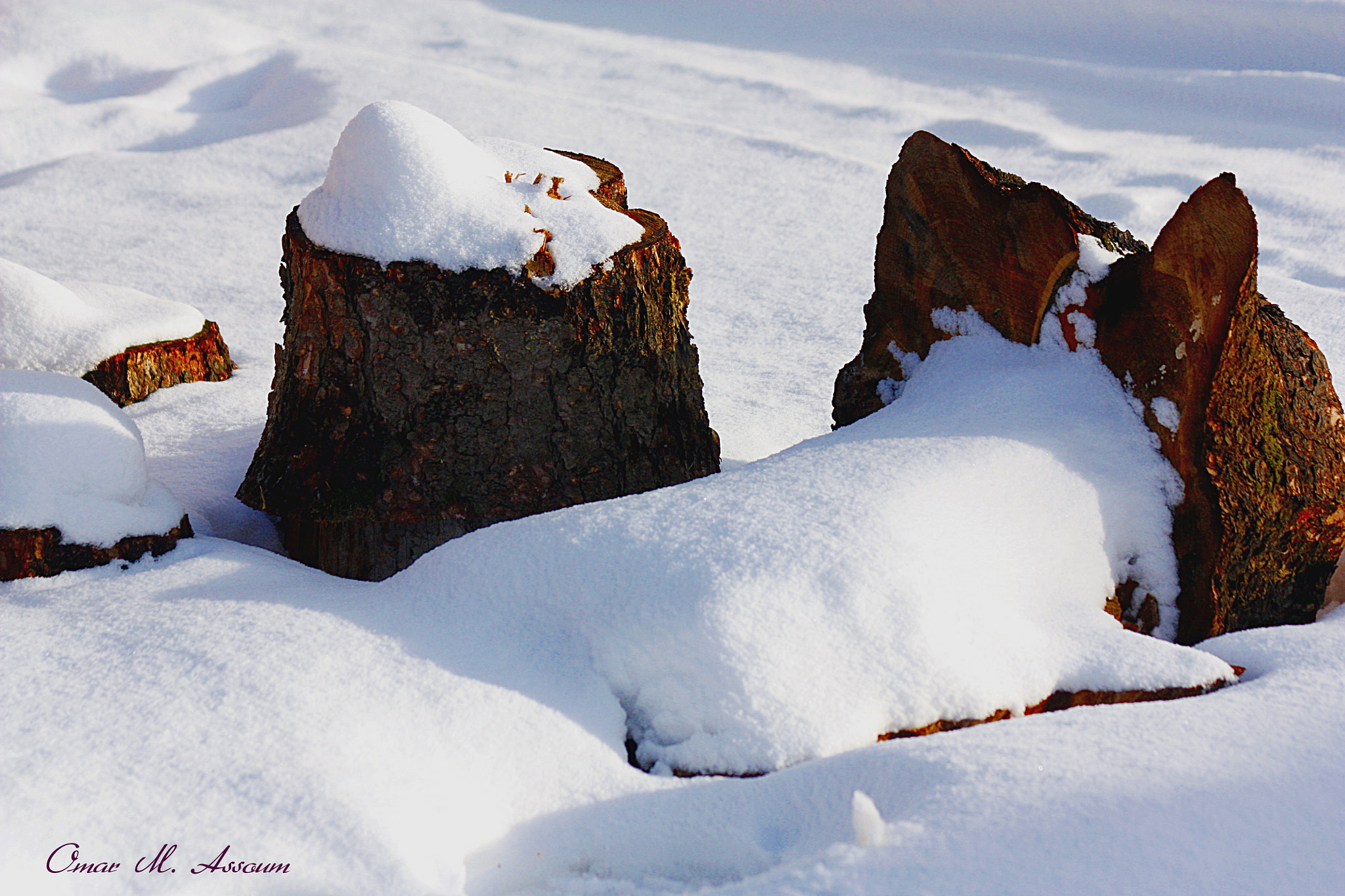 Canon EF 75-300mm F4.0-5.6 IS USM sample photo. Logged trees photography