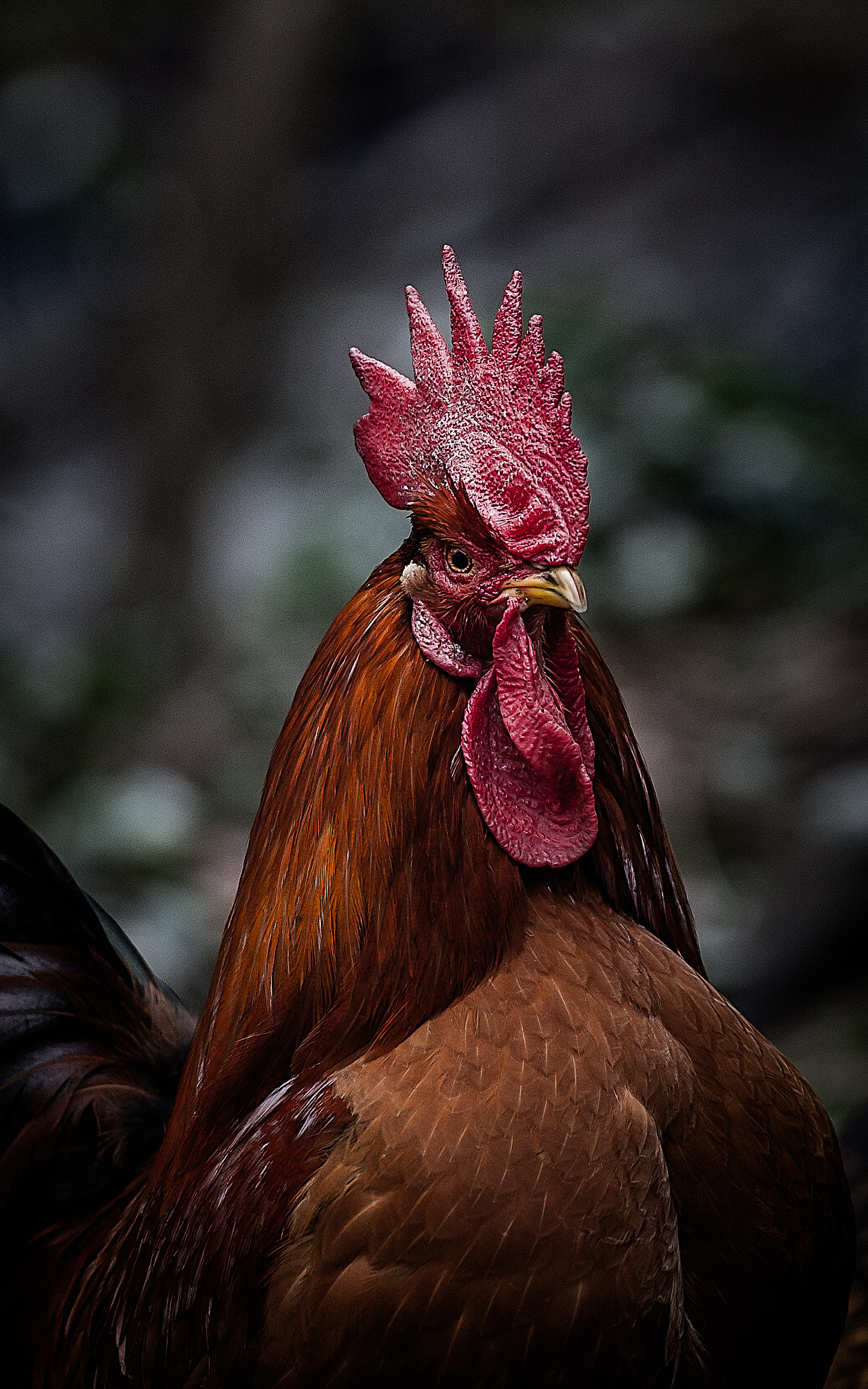 Nikon D3S + Nikon AF-S Nikkor 300mm F4D ED-IF sample photo. Rooster photography