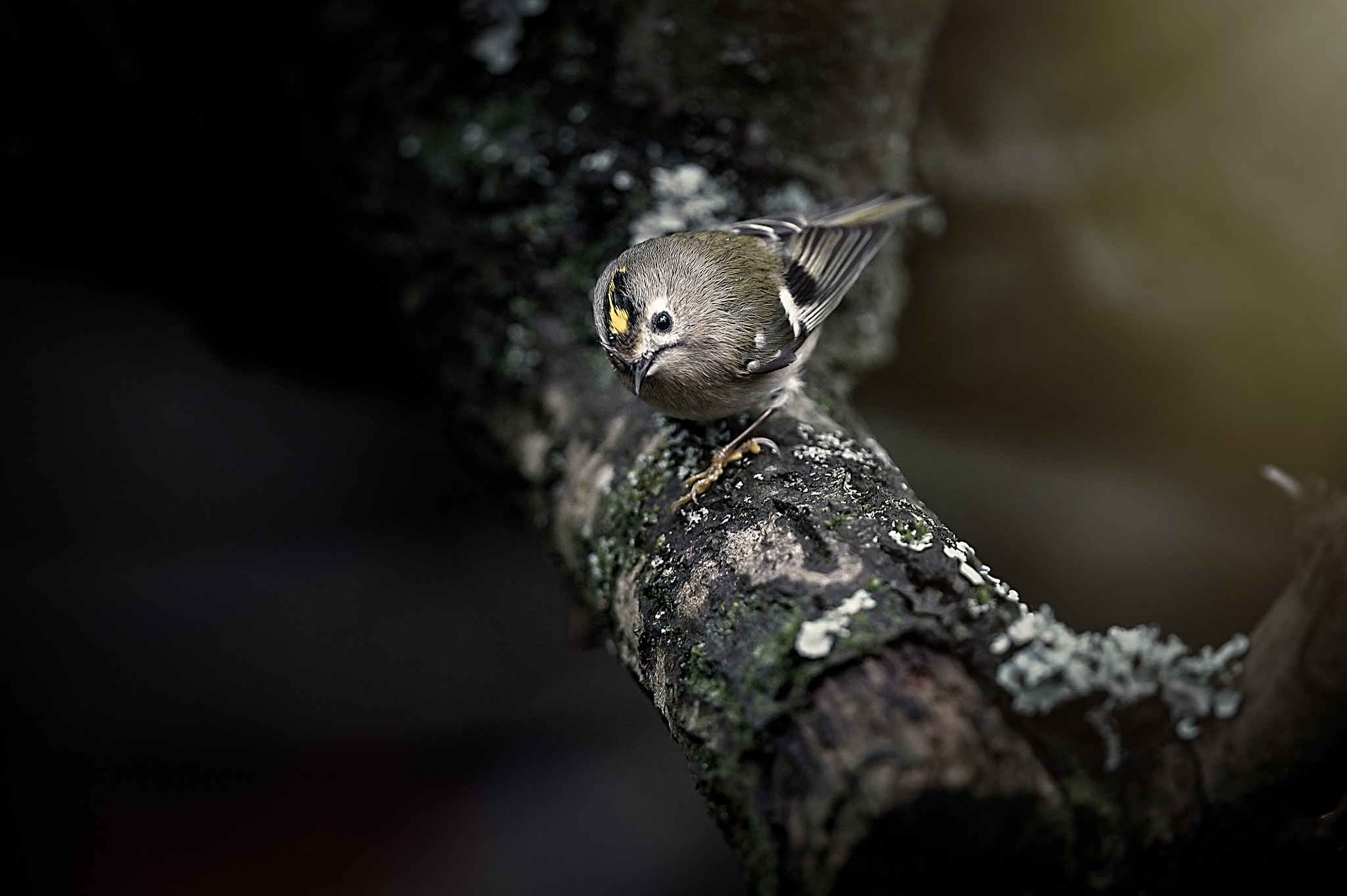 Nikon D3S + Nikon AF-S Nikkor 300mm F4D ED-IF sample photo. Goldcrest photography