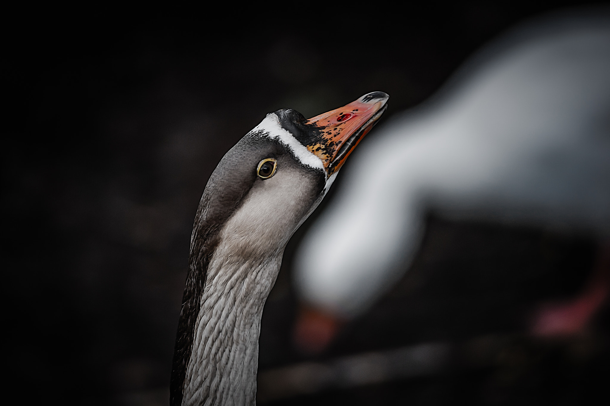 Nikon D3S + Nikon AF-S Nikkor 300mm F4D ED-IF sample photo. Geese photography