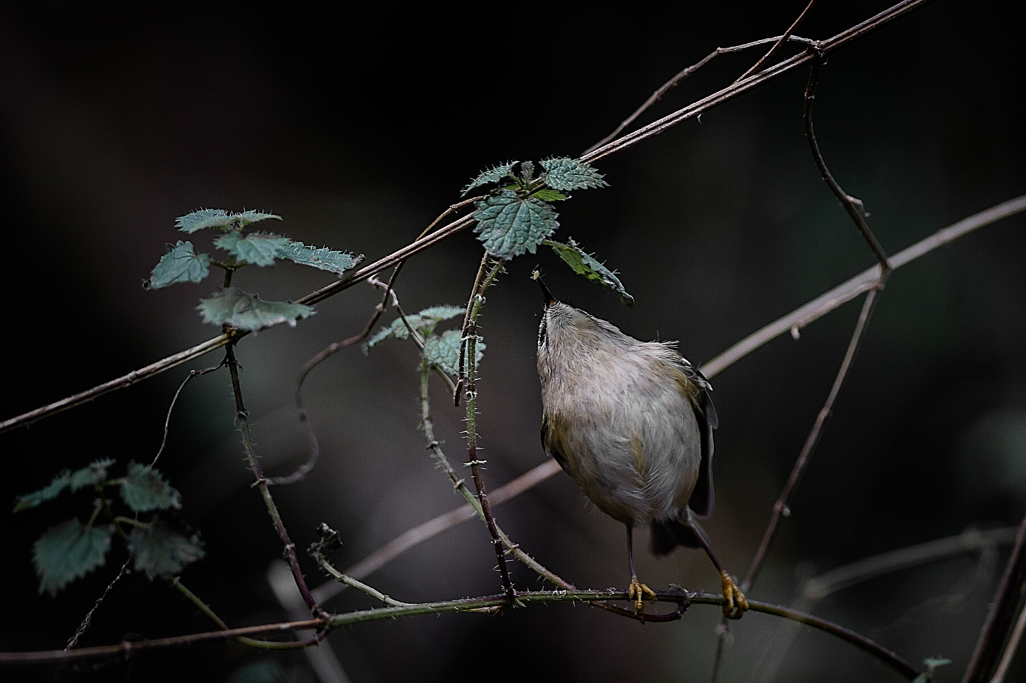 Nikon D3S + Nikon AF-S Nikkor 300mm F4D ED-IF sample photo. Goldcrest photography